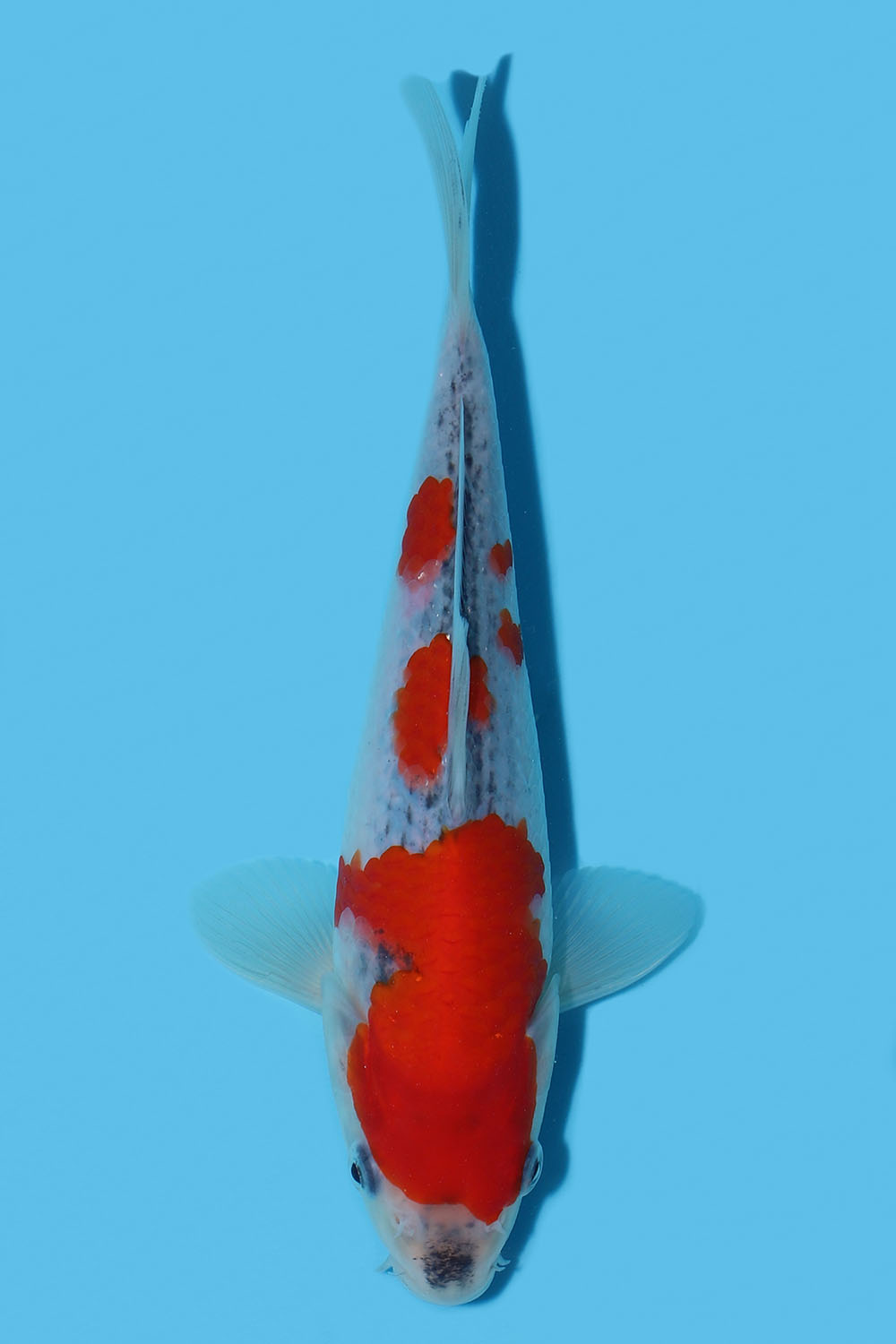 Goshiki