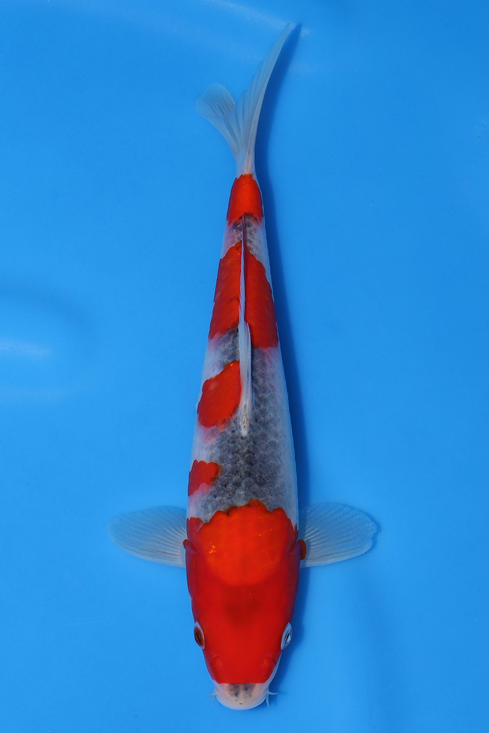 Goshiki