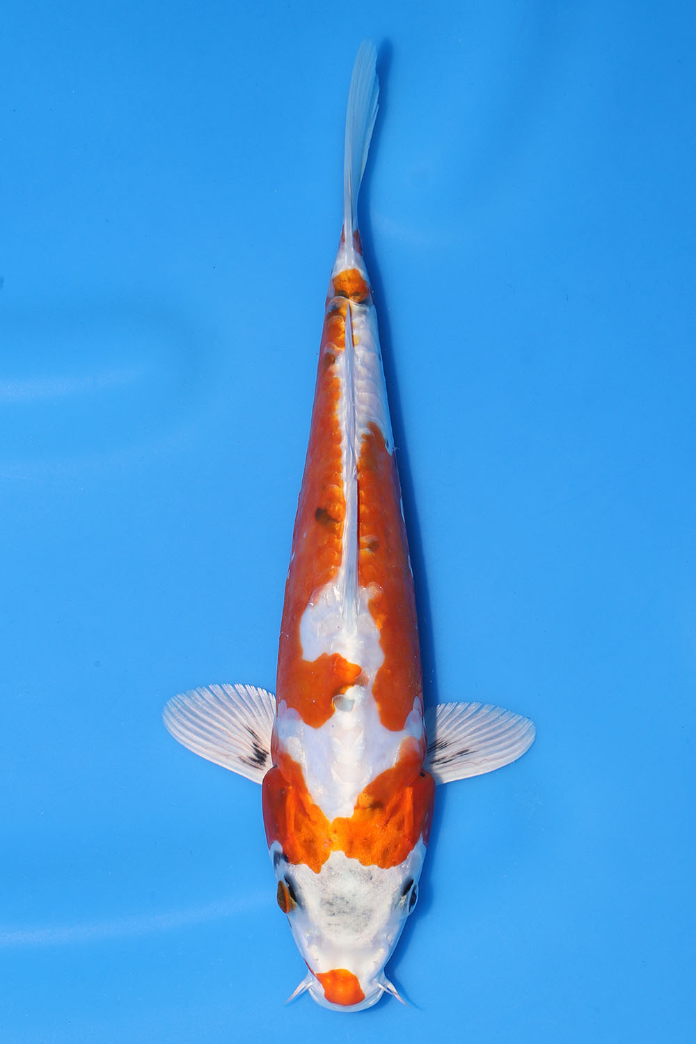 Beni Kikokuryu