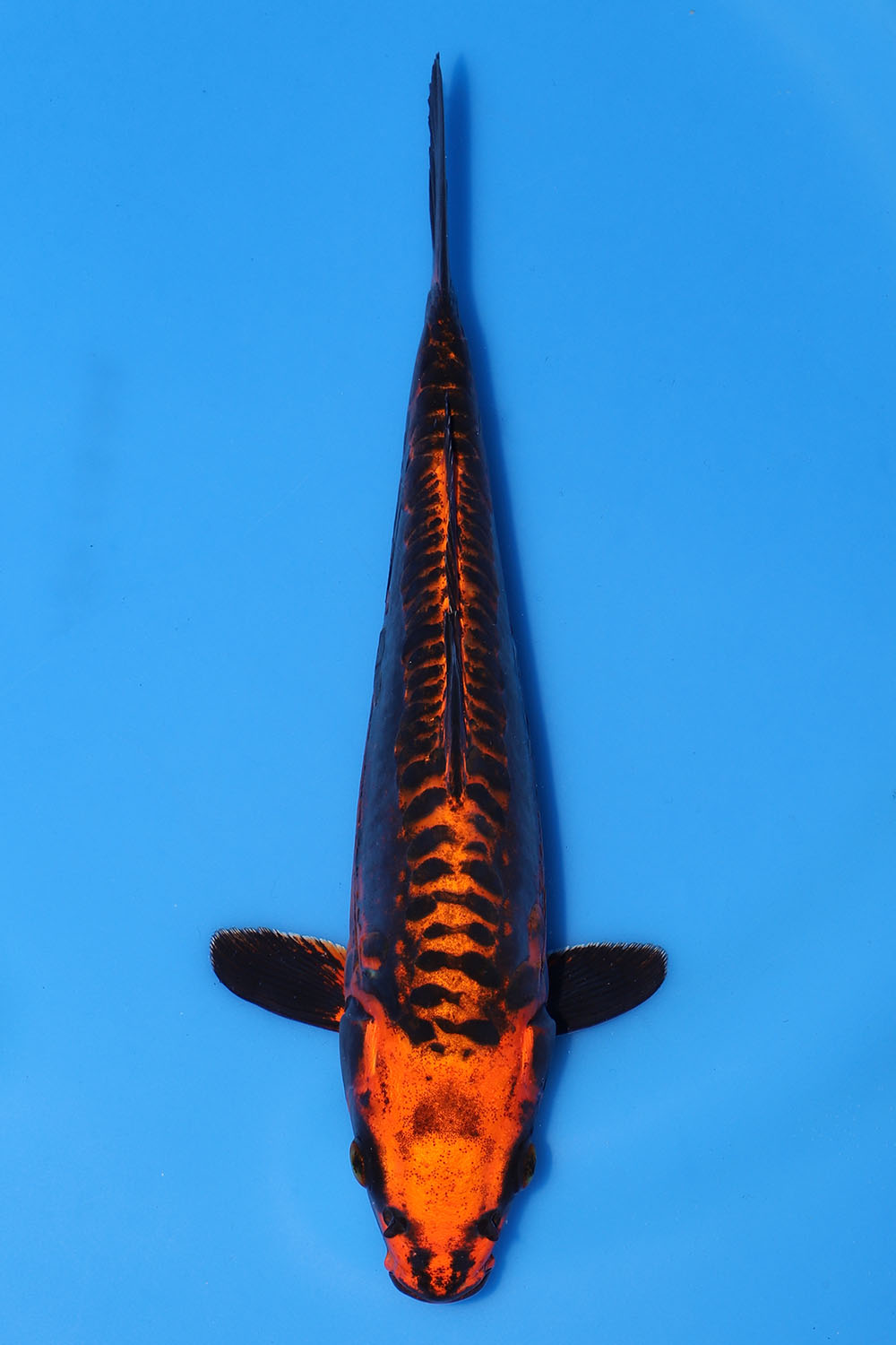 Kawarigoi
