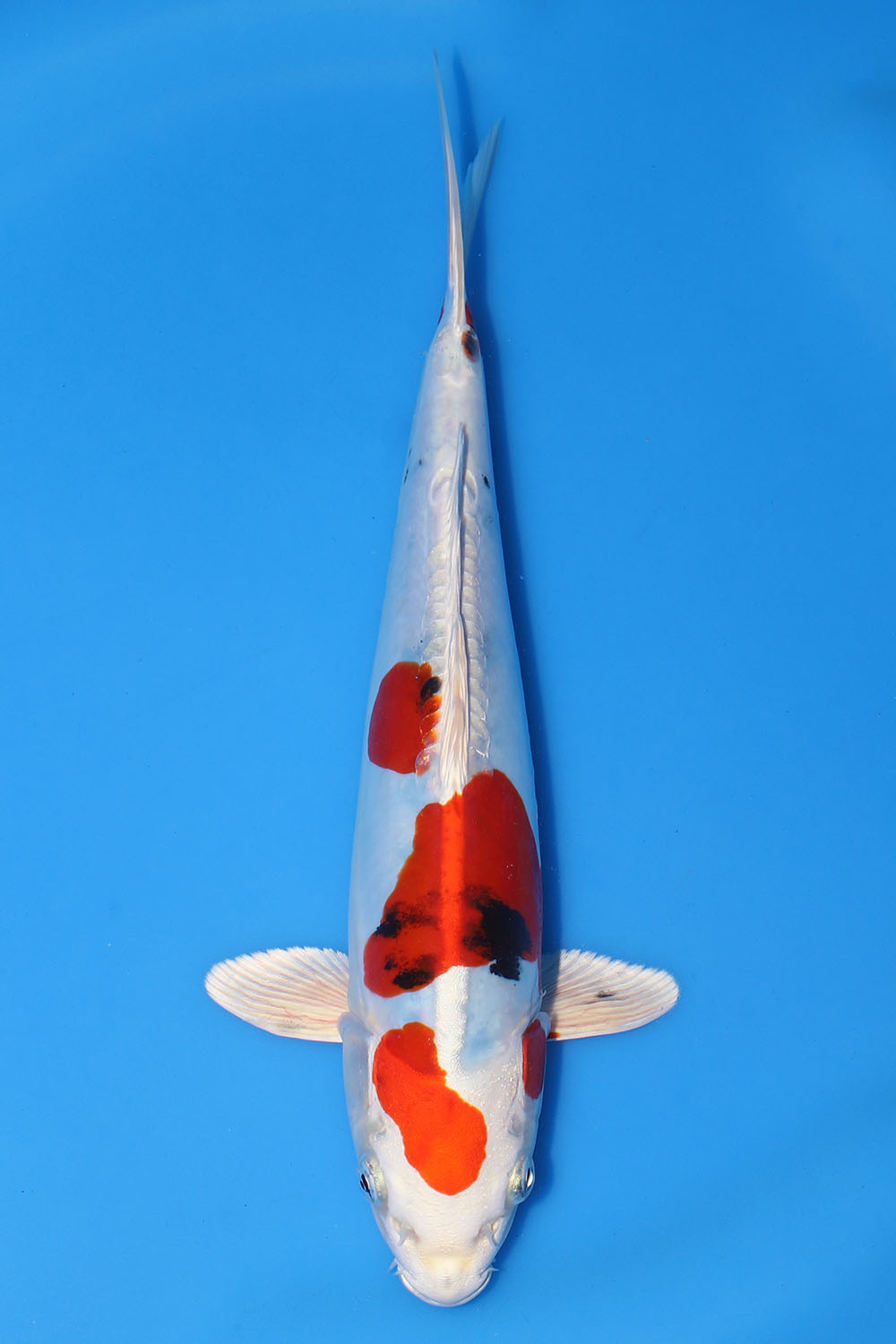 Yamatonishiki