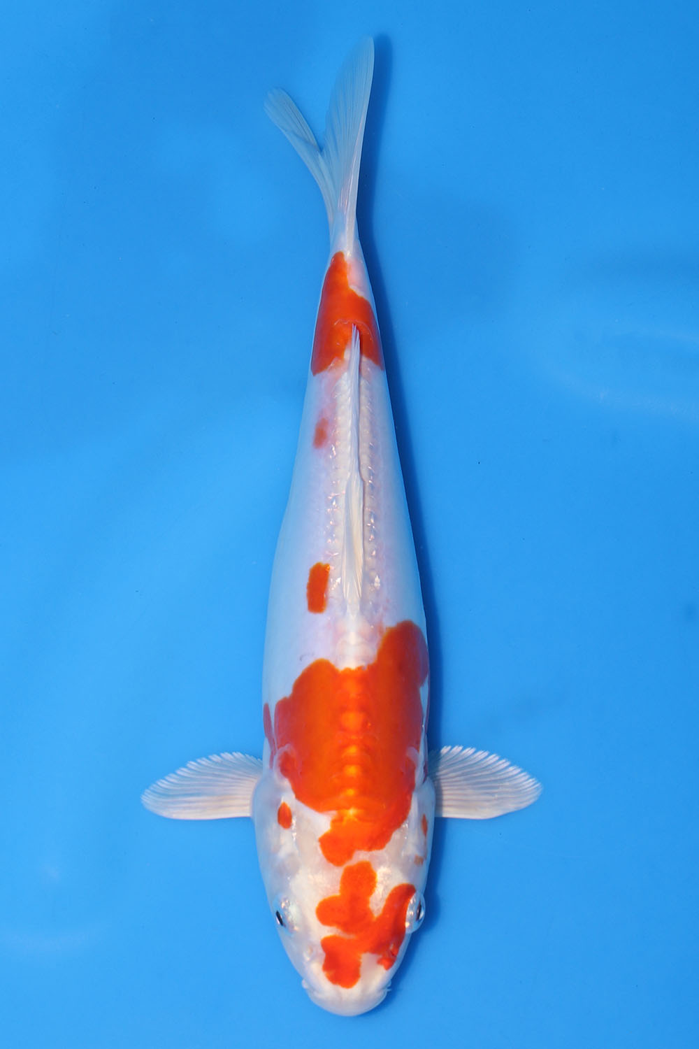 Kikusui