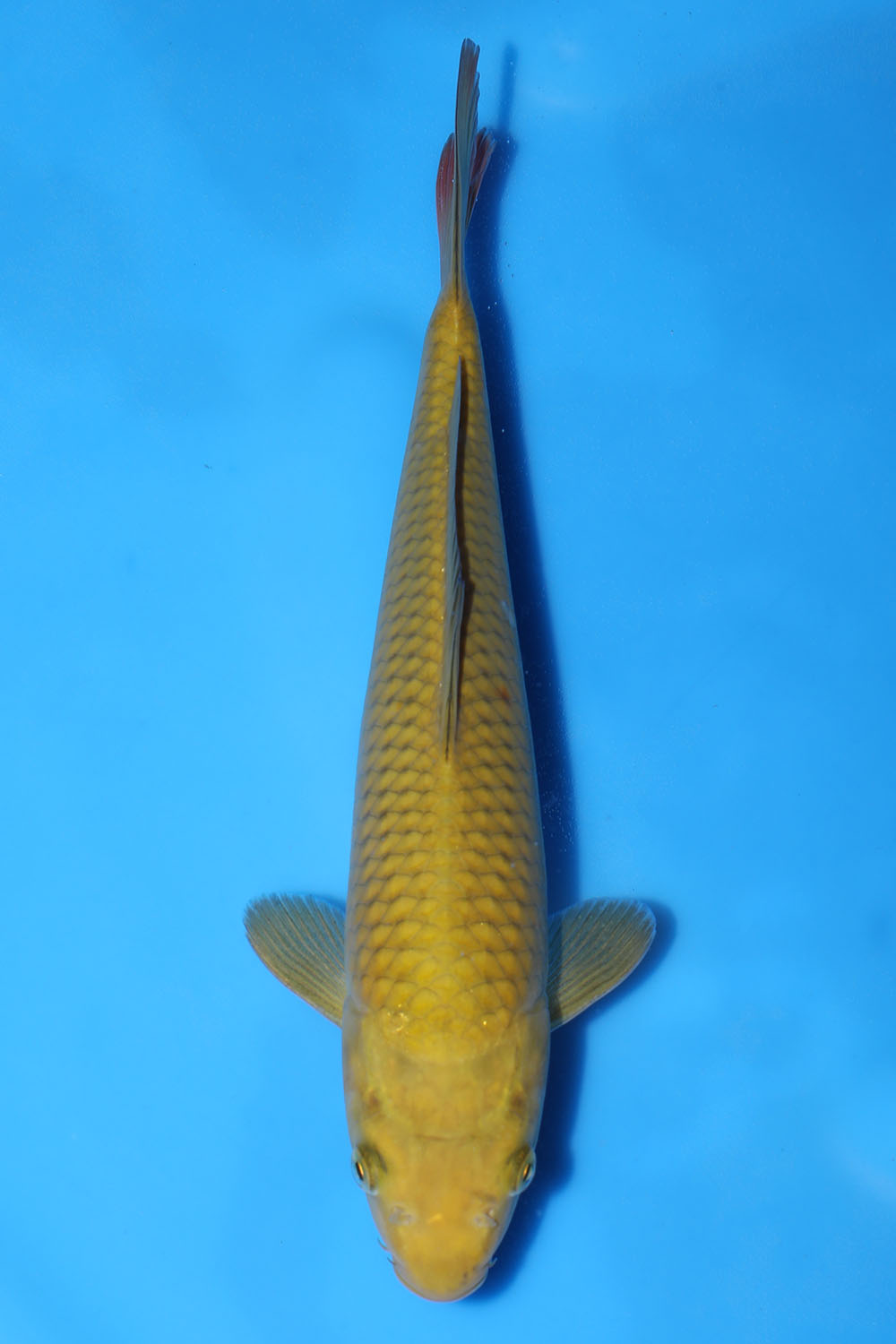 Chagoi