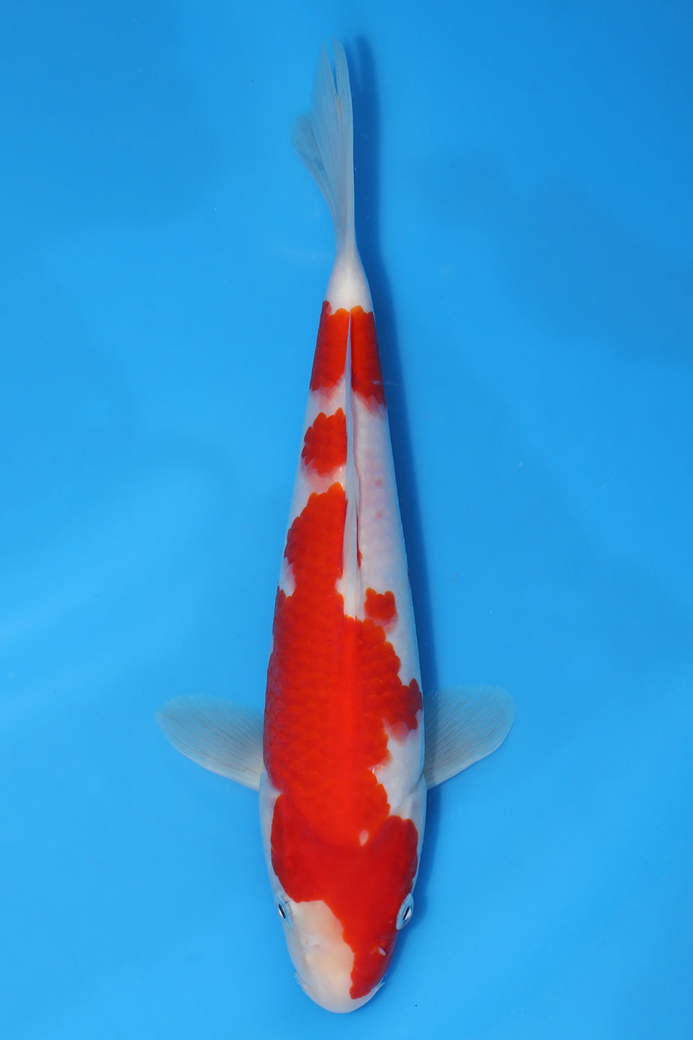 Kohaku