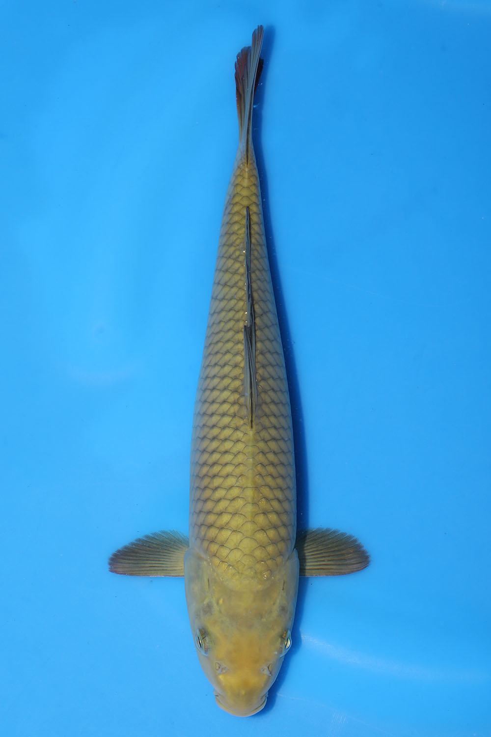 Chagoi
