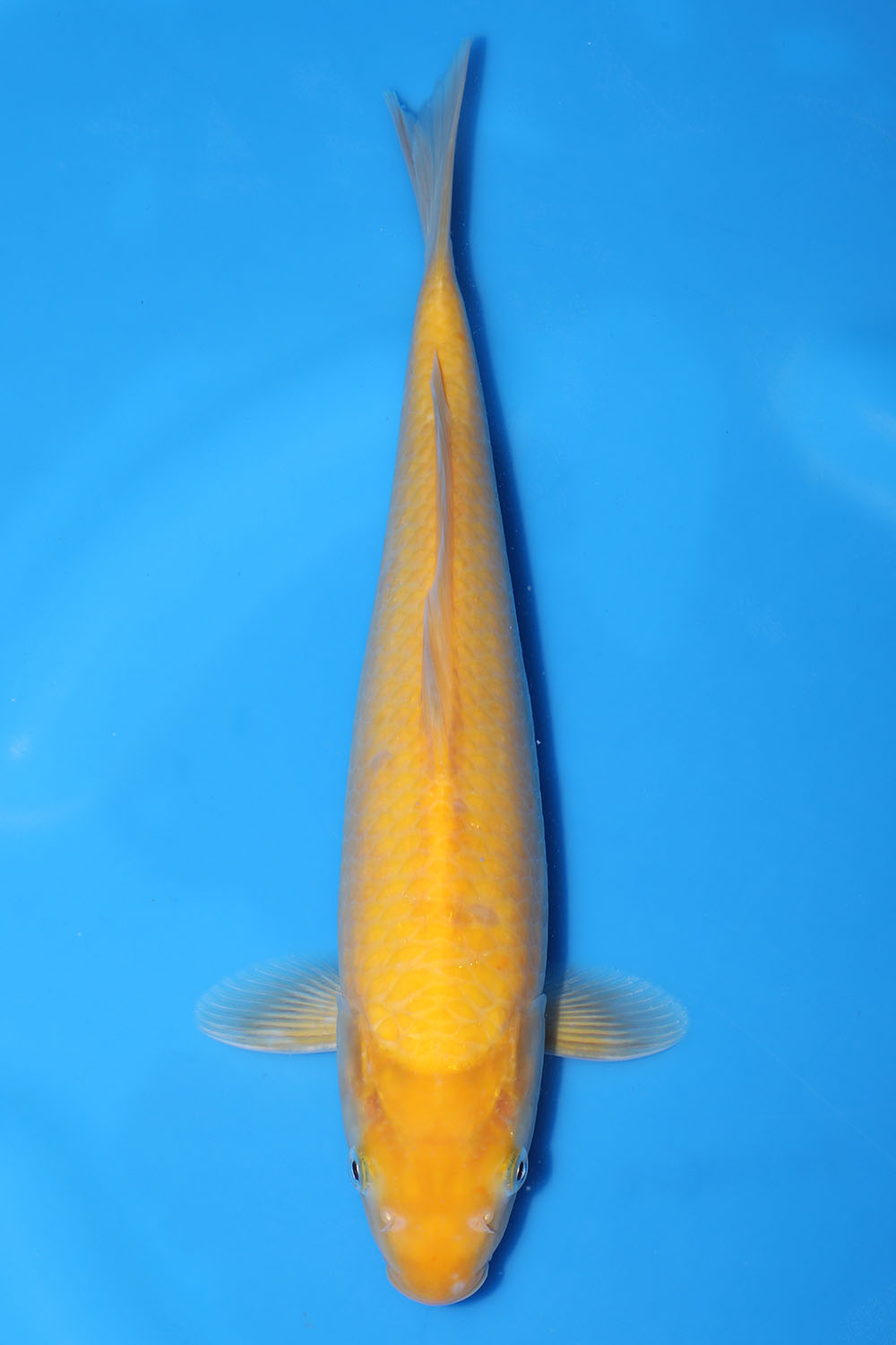 Kigoi
