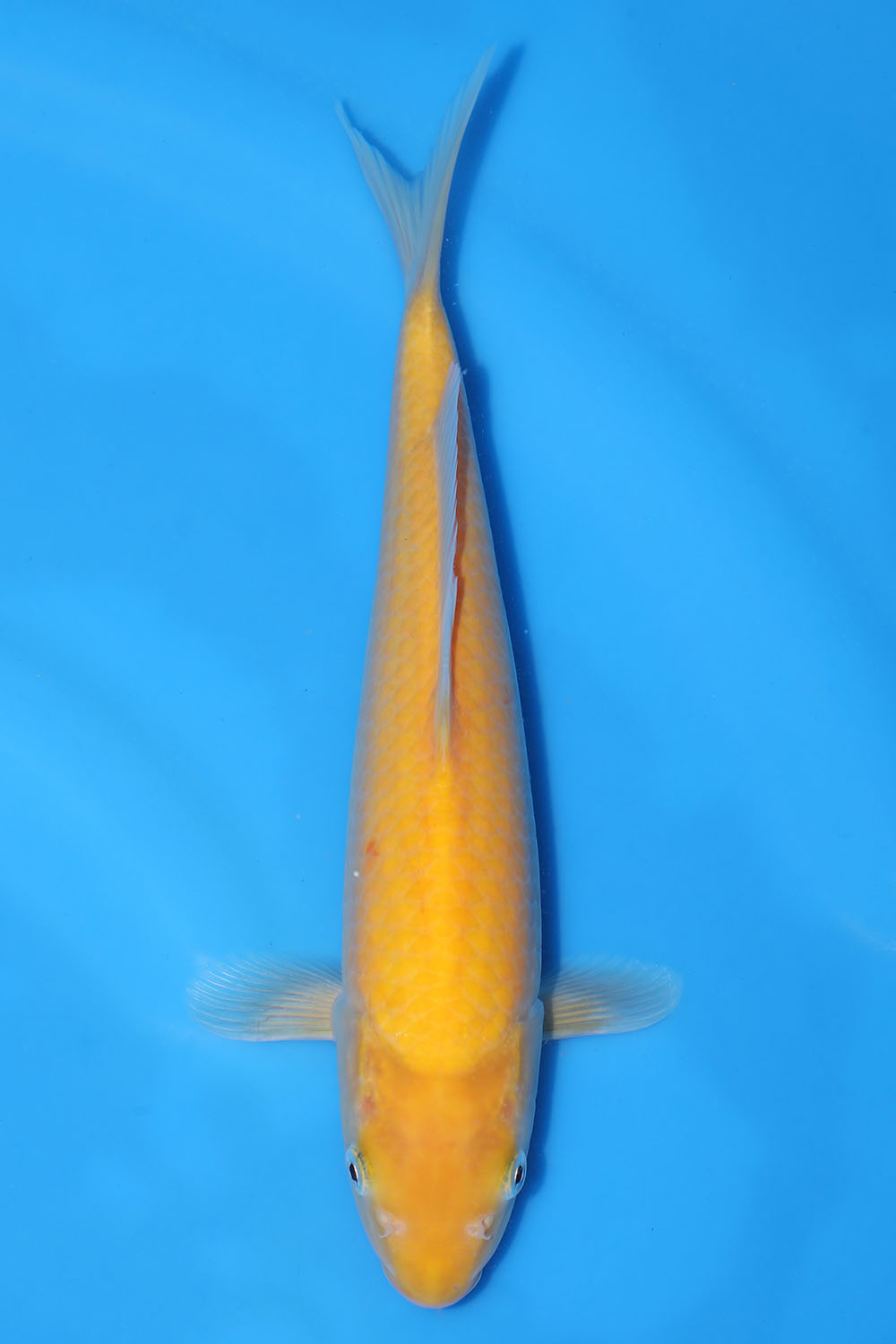 Kigoi