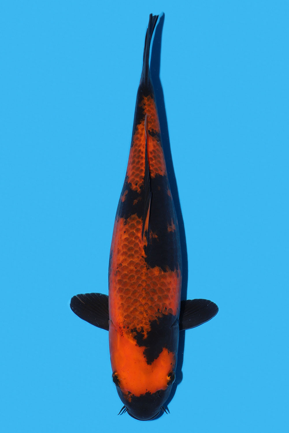 Kage Hi Utsuri
