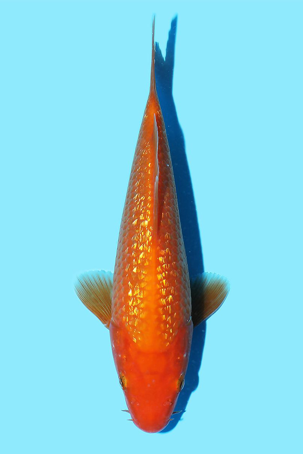 Gin Rin Benigoi