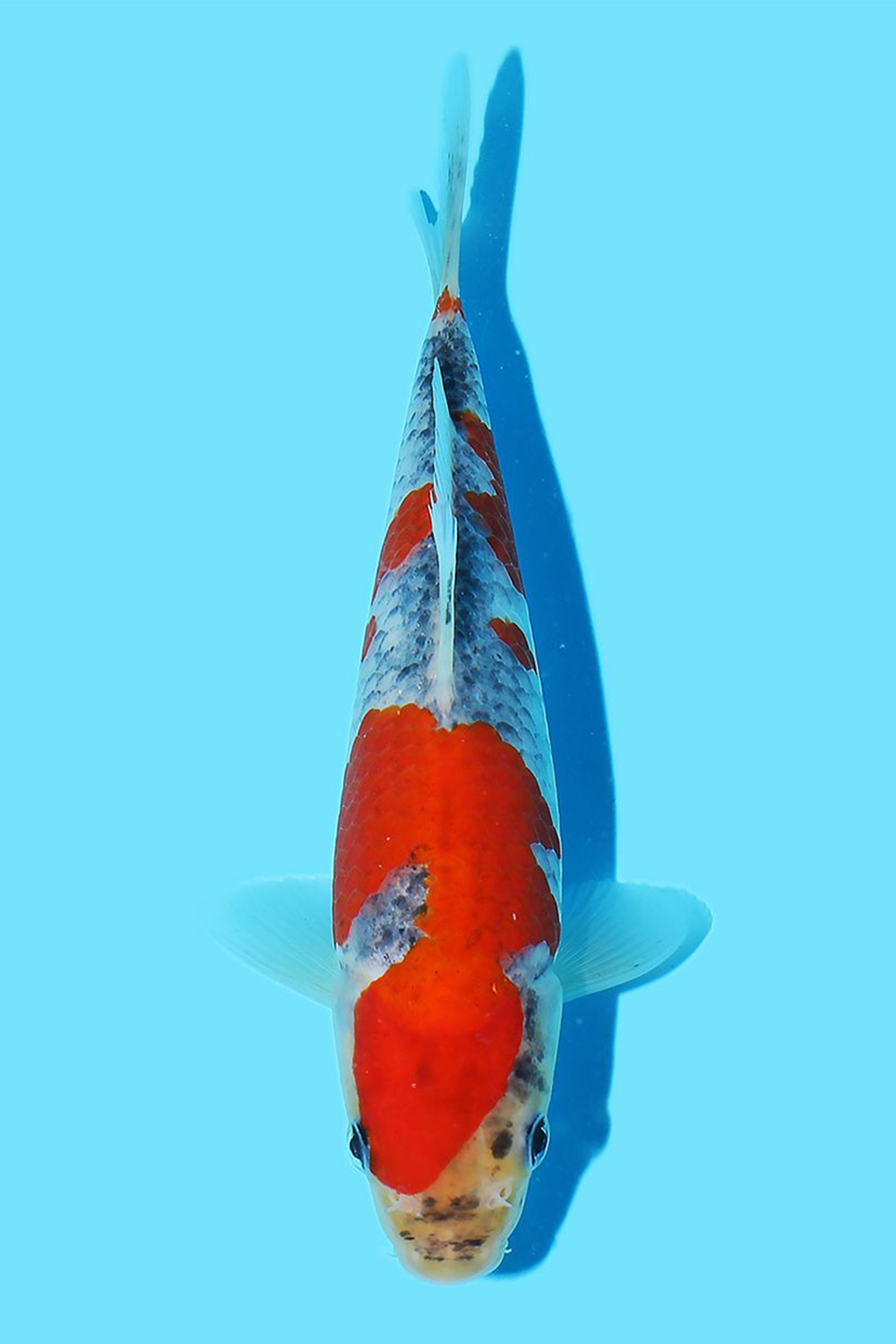Goshiki