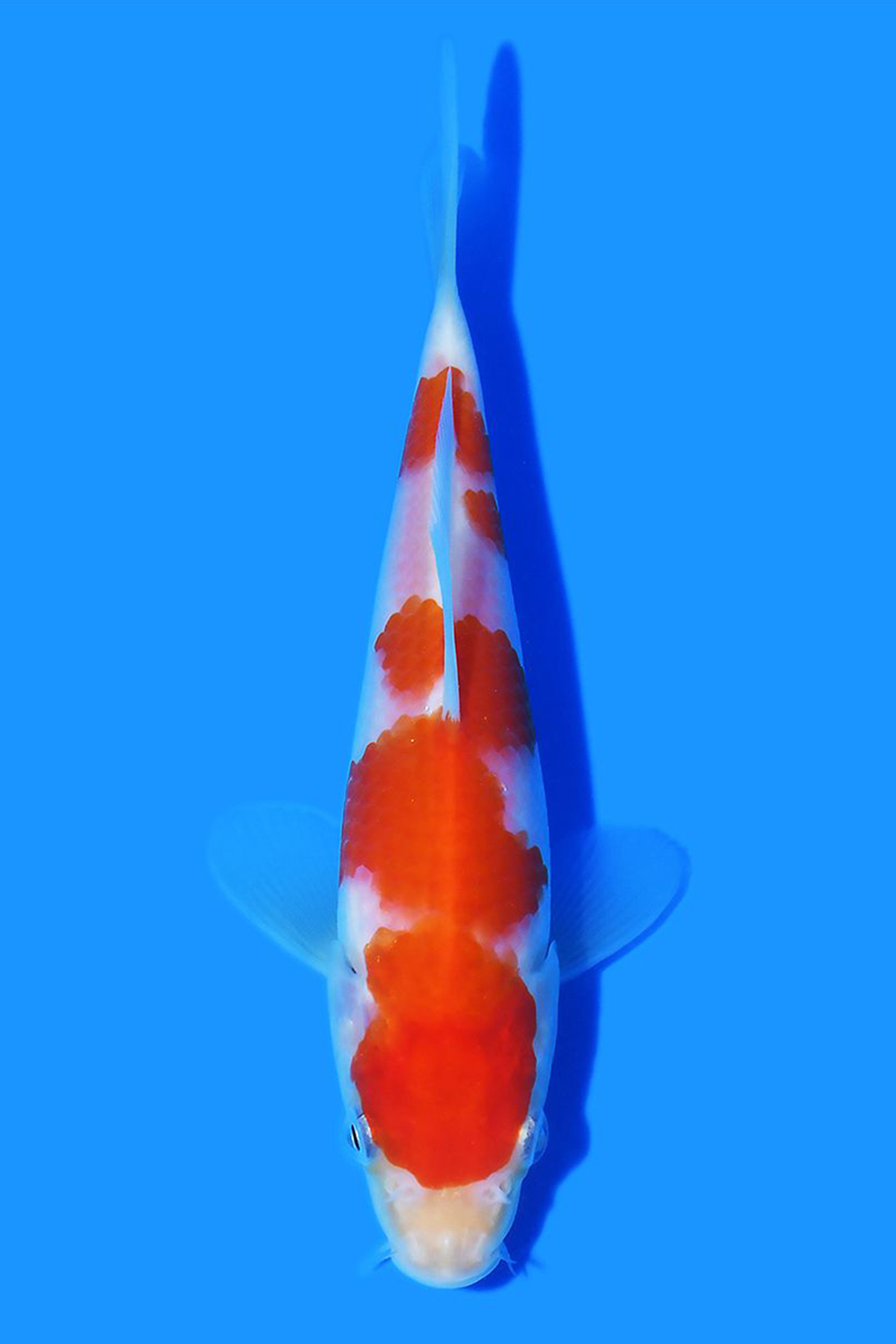 Kohaku