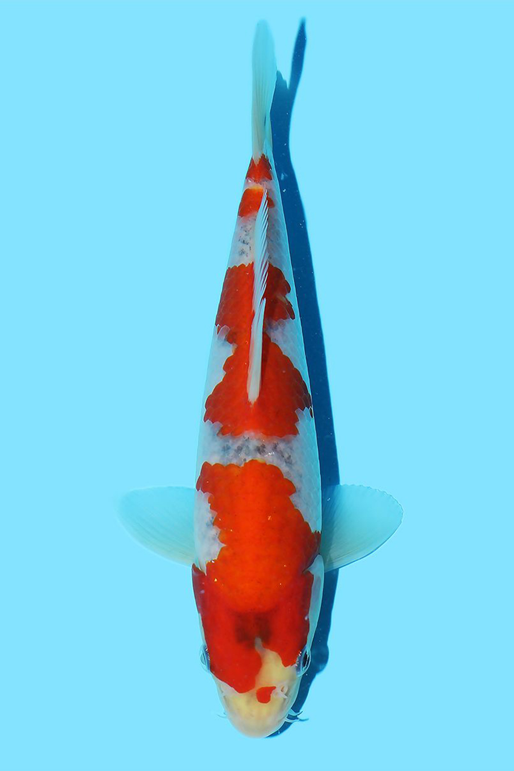 Goshiki