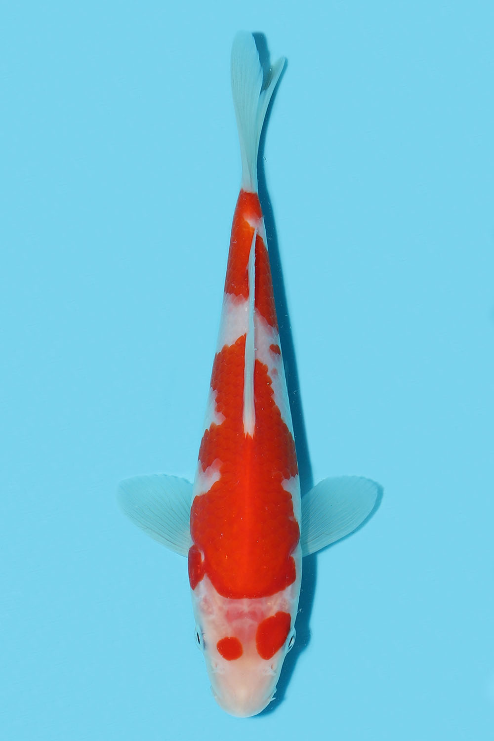 Kohaku