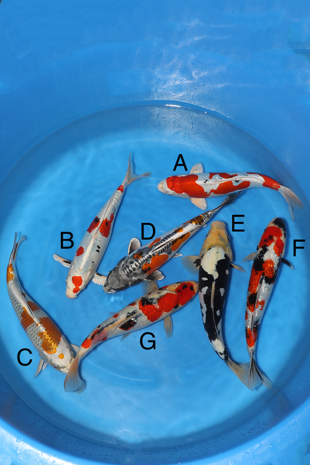Kase Nisai Mix