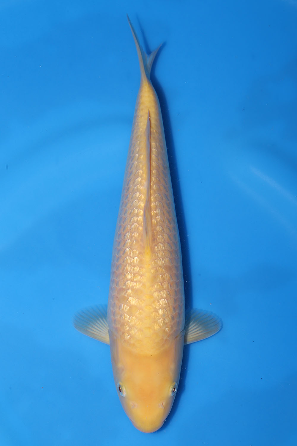 Gin Rin Yellow Monkey