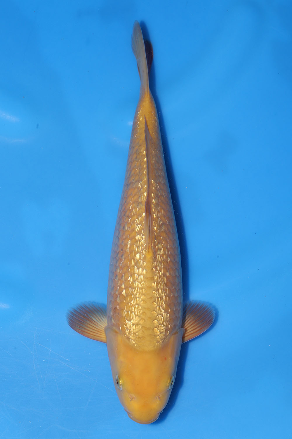 Gin Rin Yellow Monkey