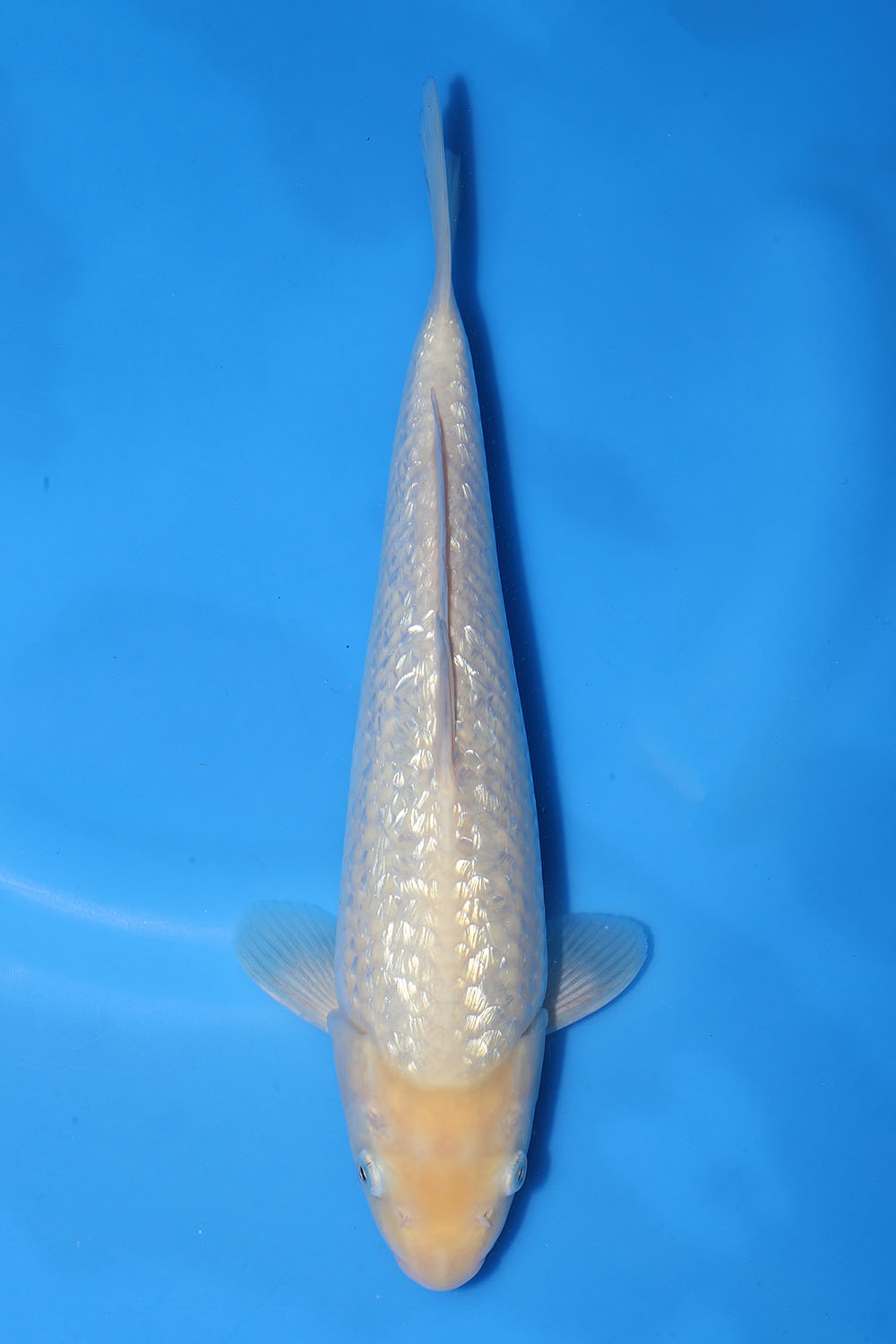 Gin Rin White Monkey