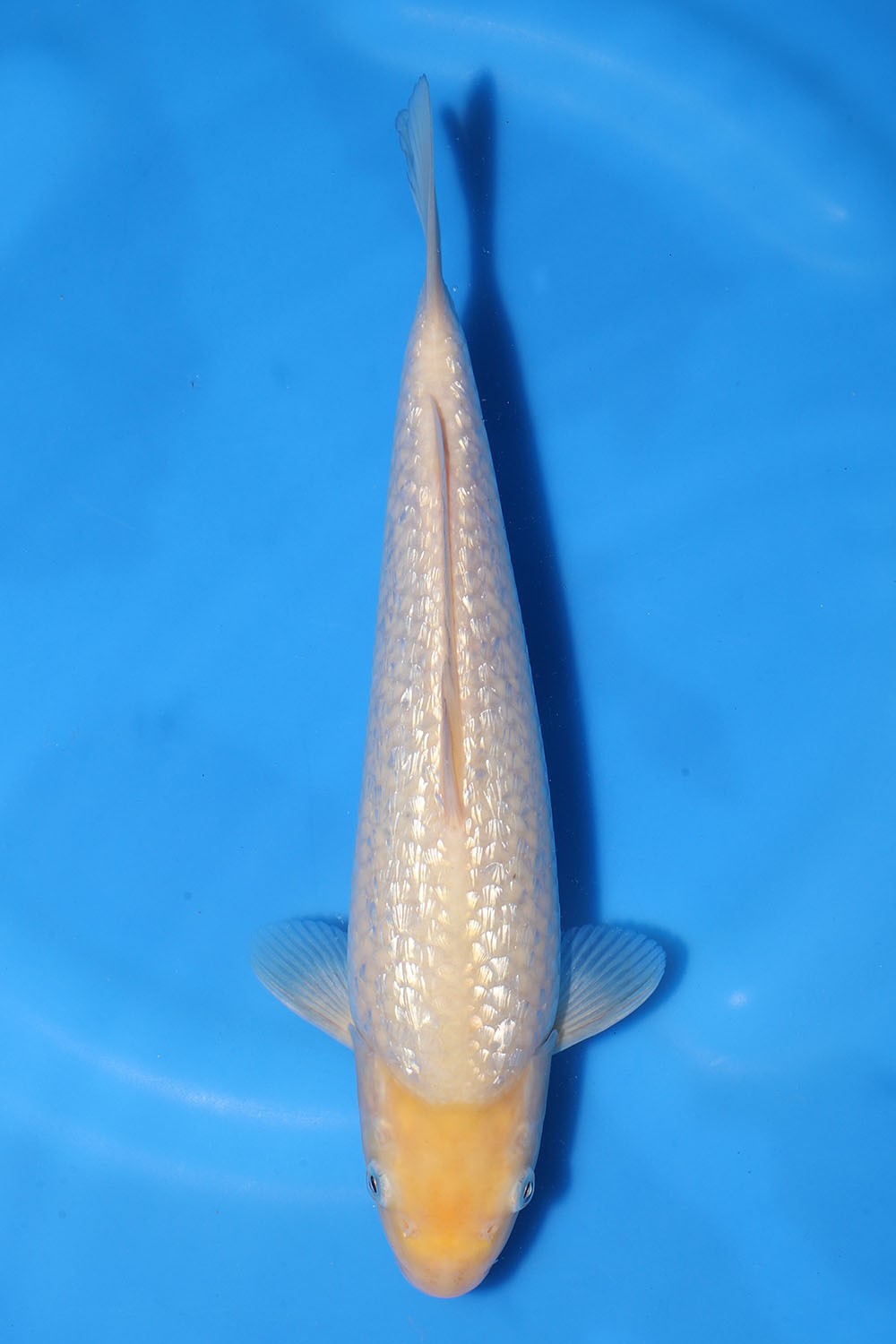 Gin Rin White Monkey