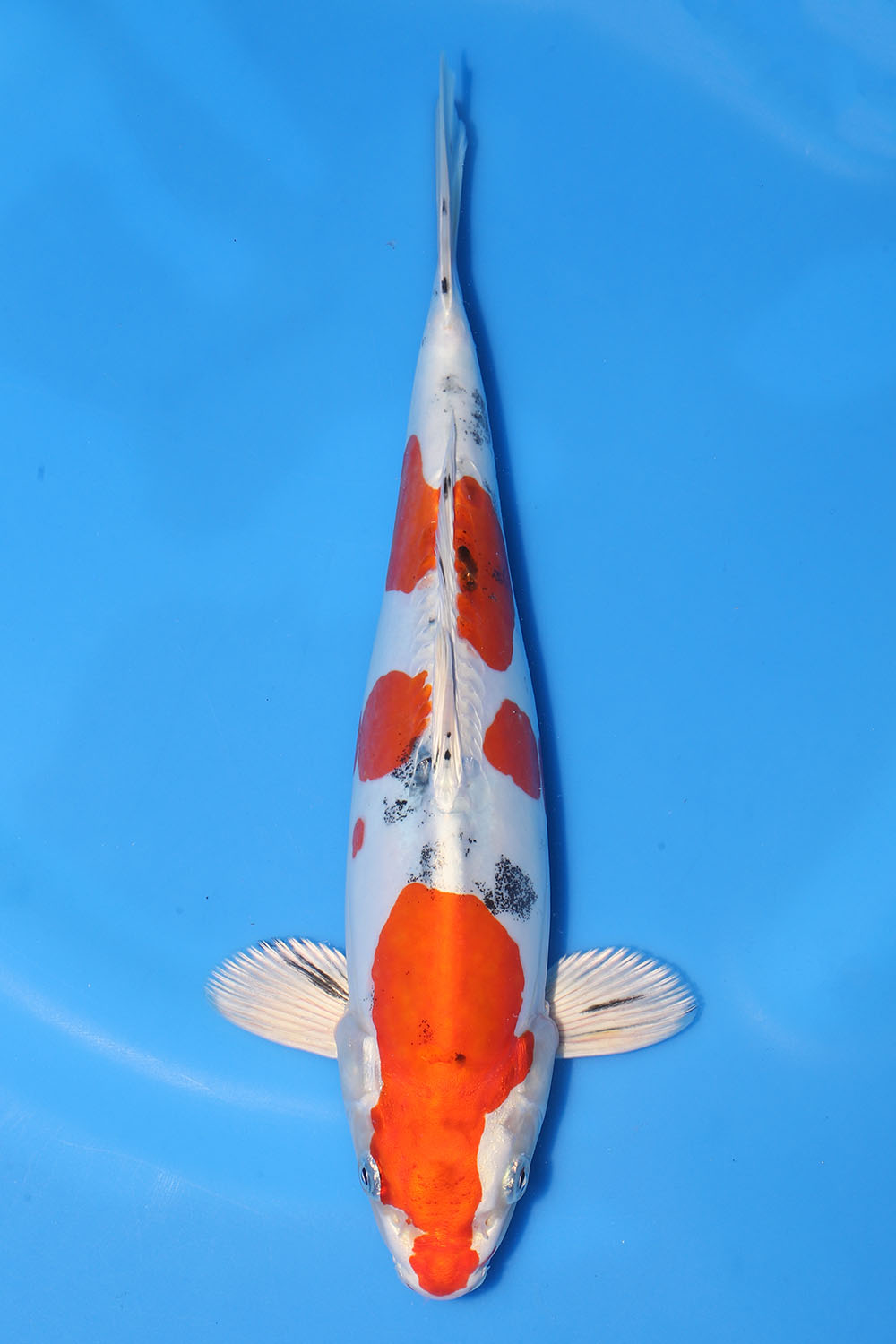 Yamatonishiki