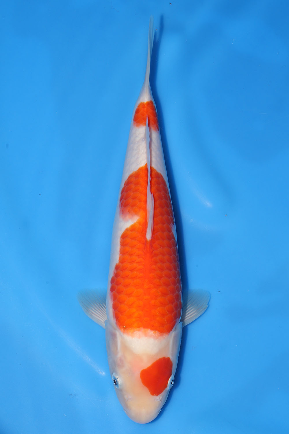 Kohaku