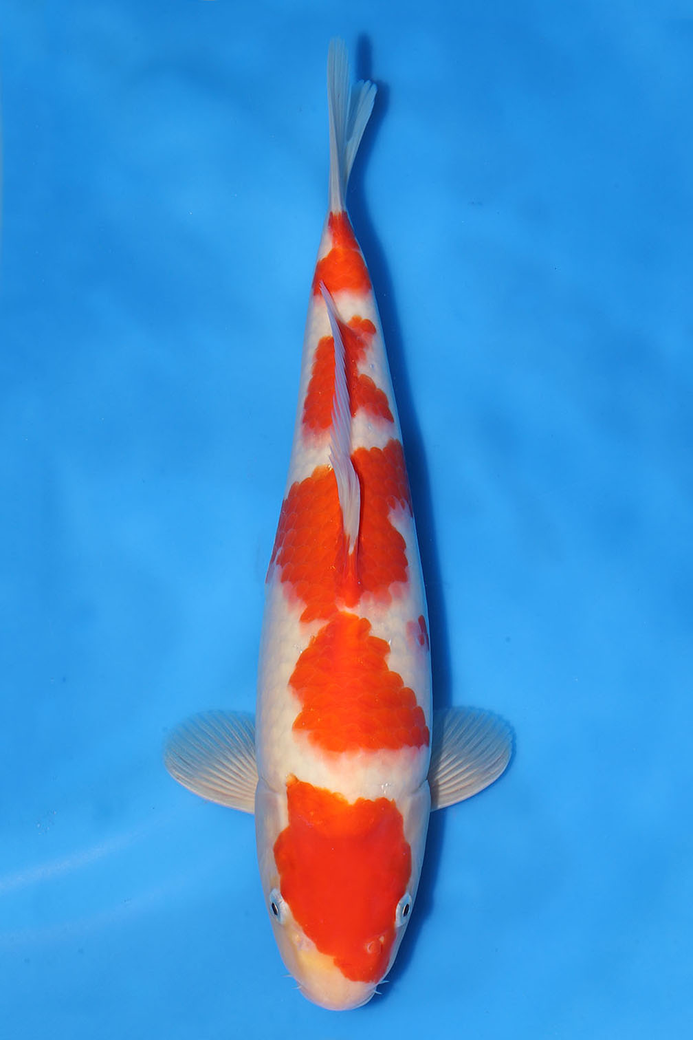Kohaku