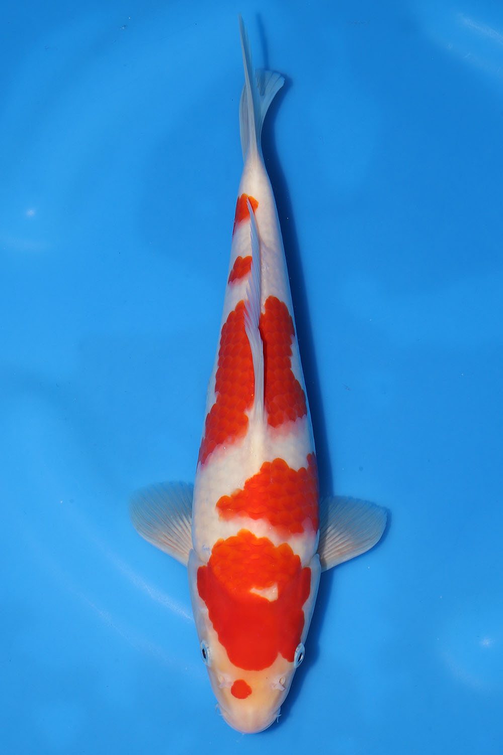 Kohaku