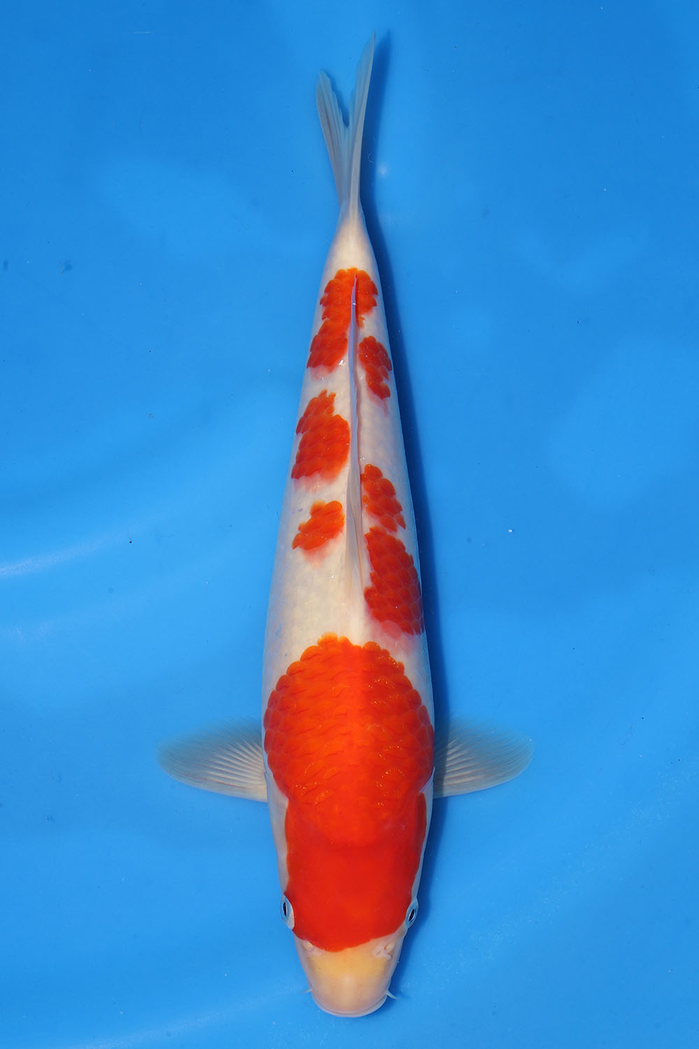 Kohaku
