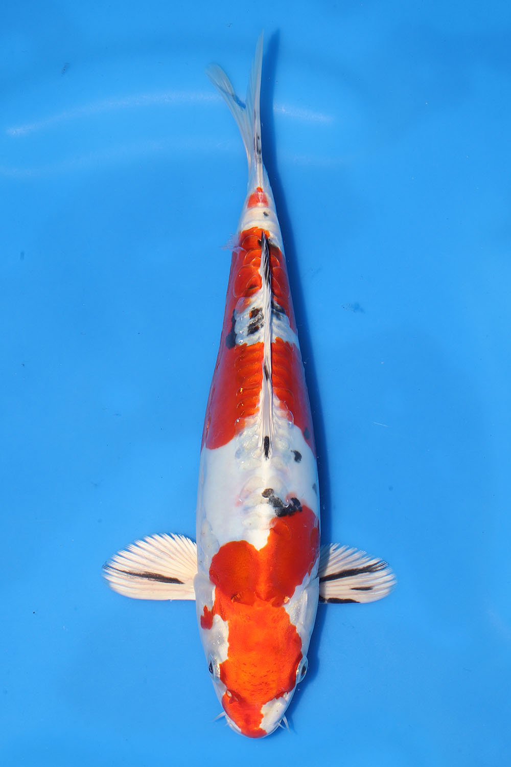 Yamatonishiki