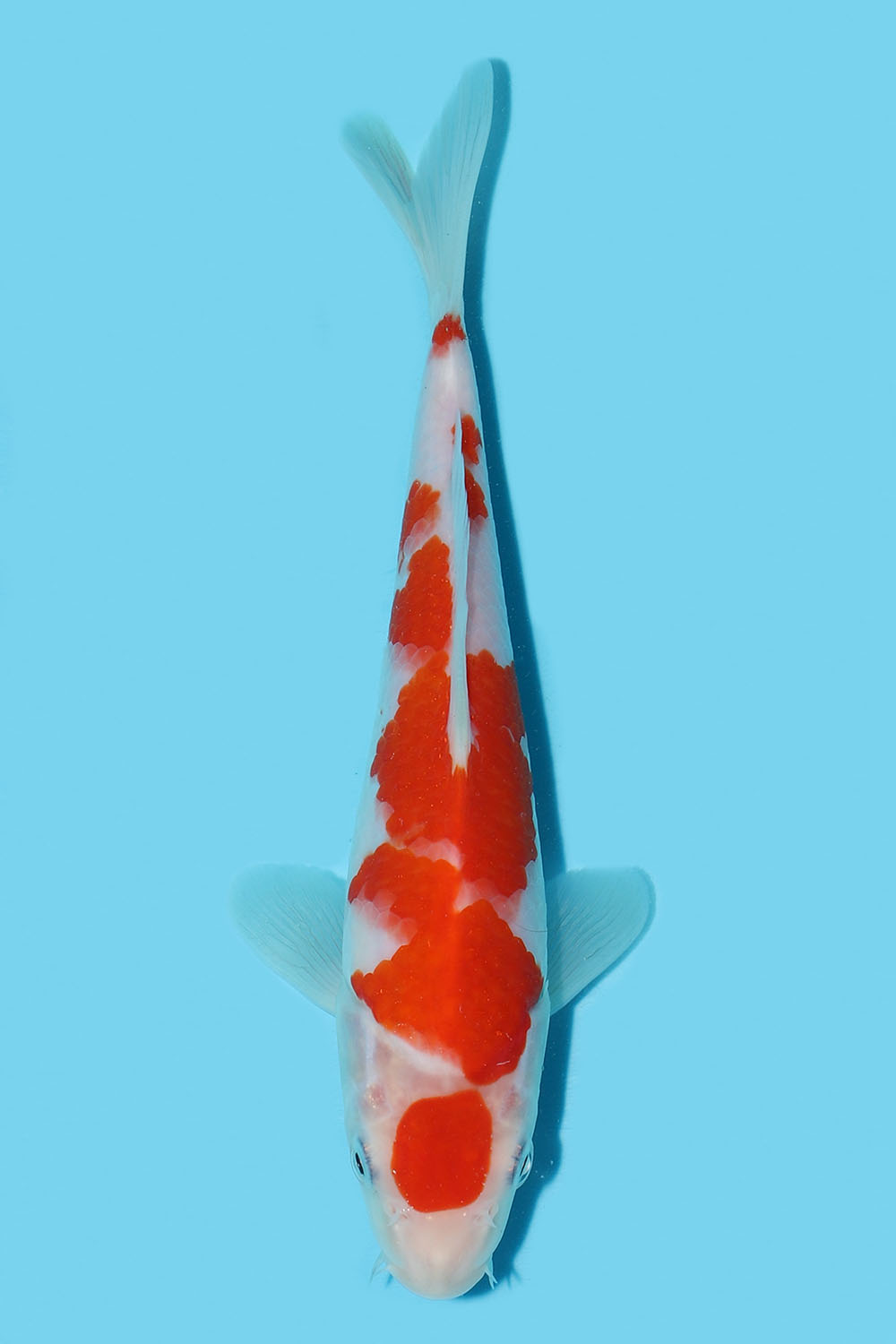 Maruten Kohaku