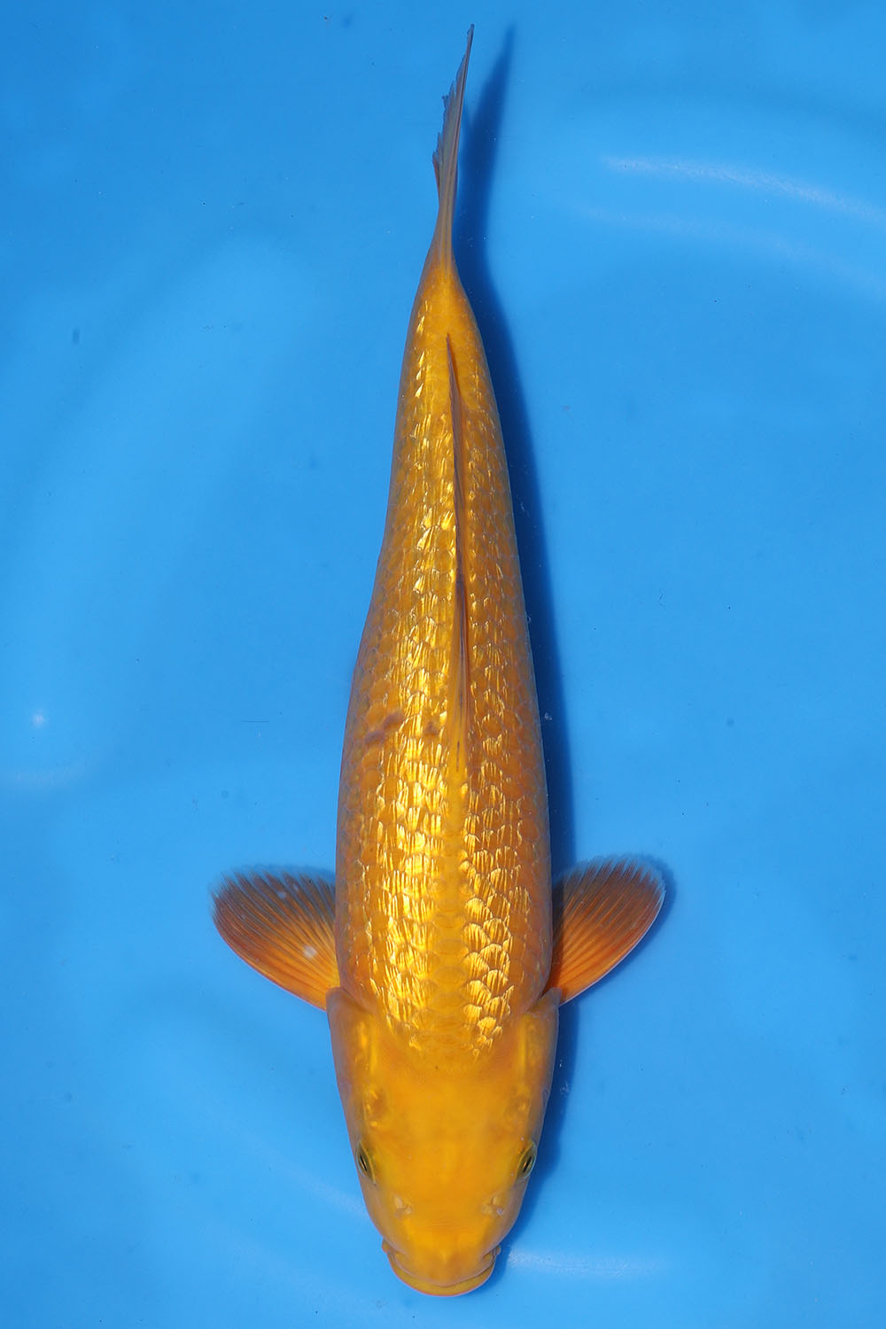 Gin Rin Yellow Monkey