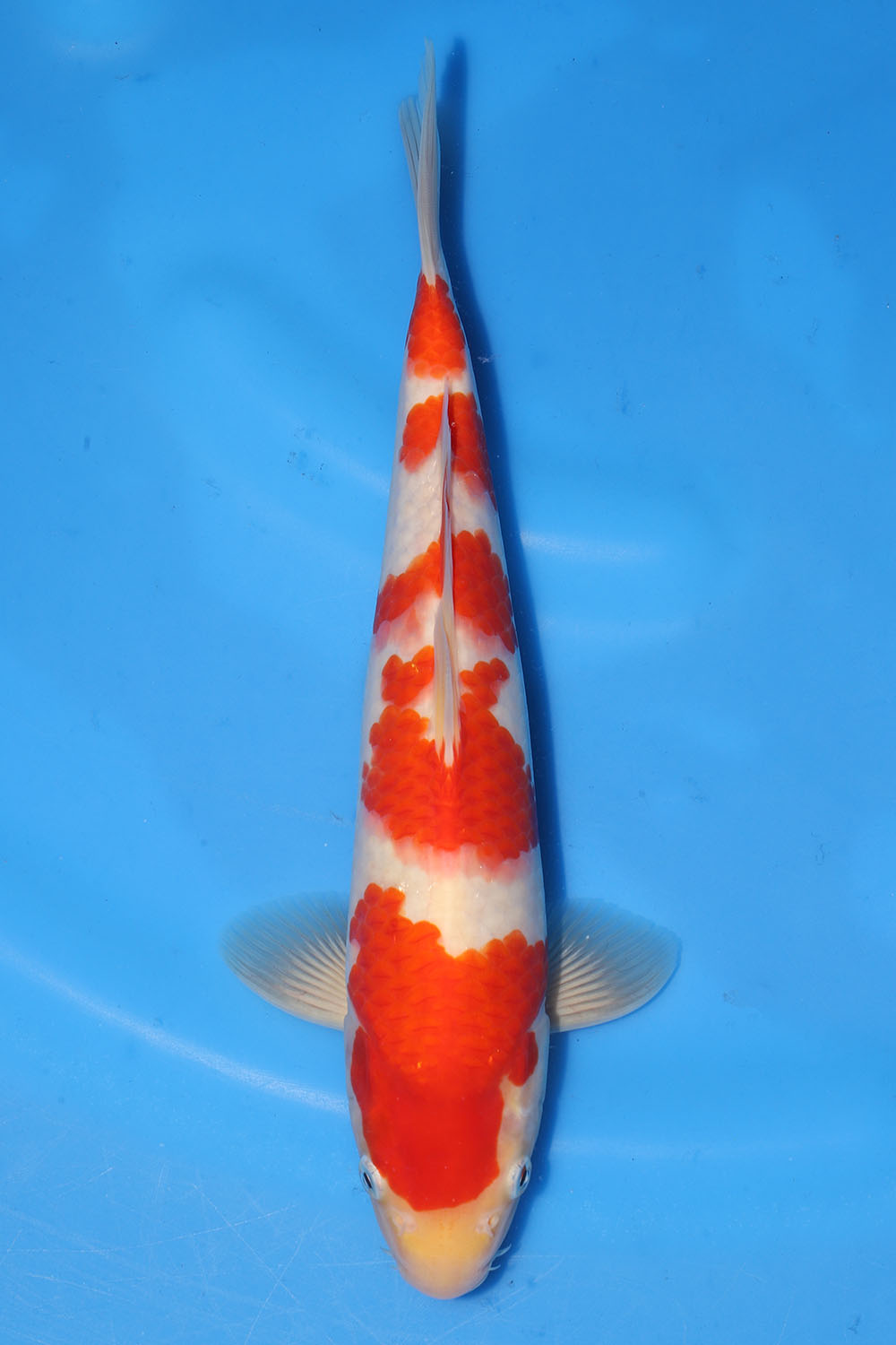 Kohaku