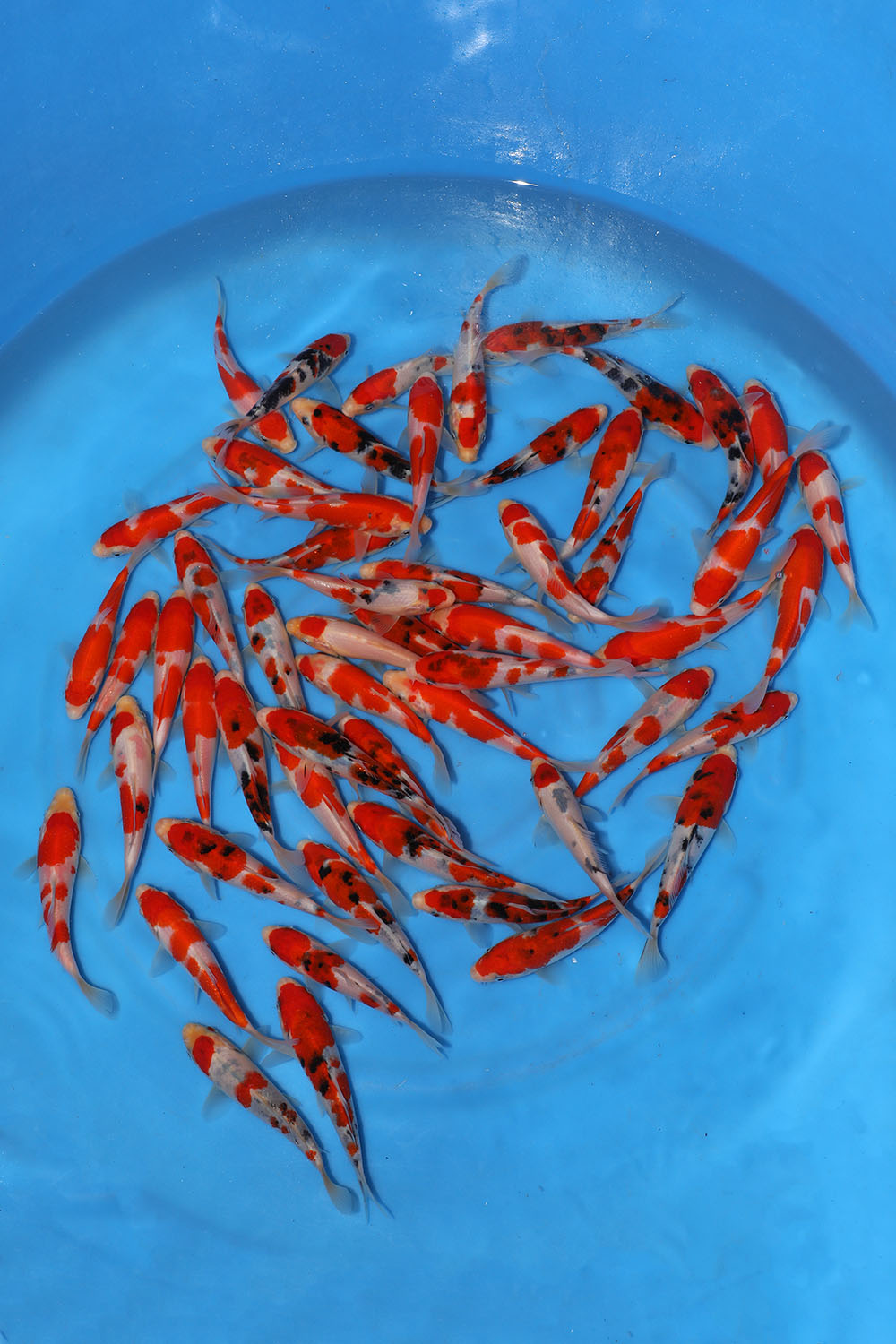 Sakai Fish Farm Tosai Grow on Event