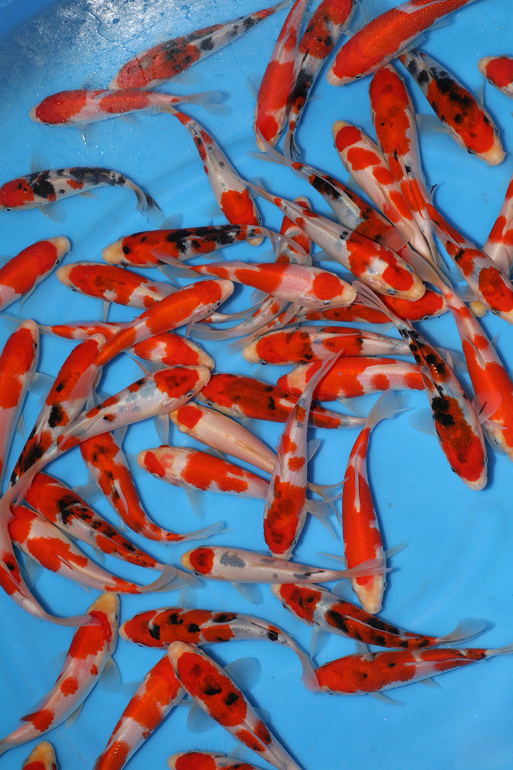 Sakai Fish Farm Tosai Grow on Event