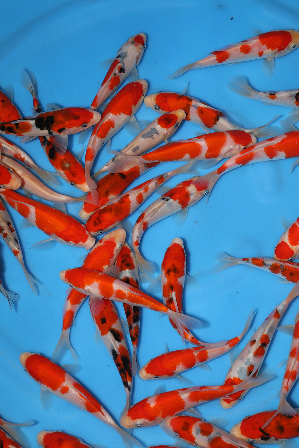Sakai Fish Farm Tosai Grow on Event