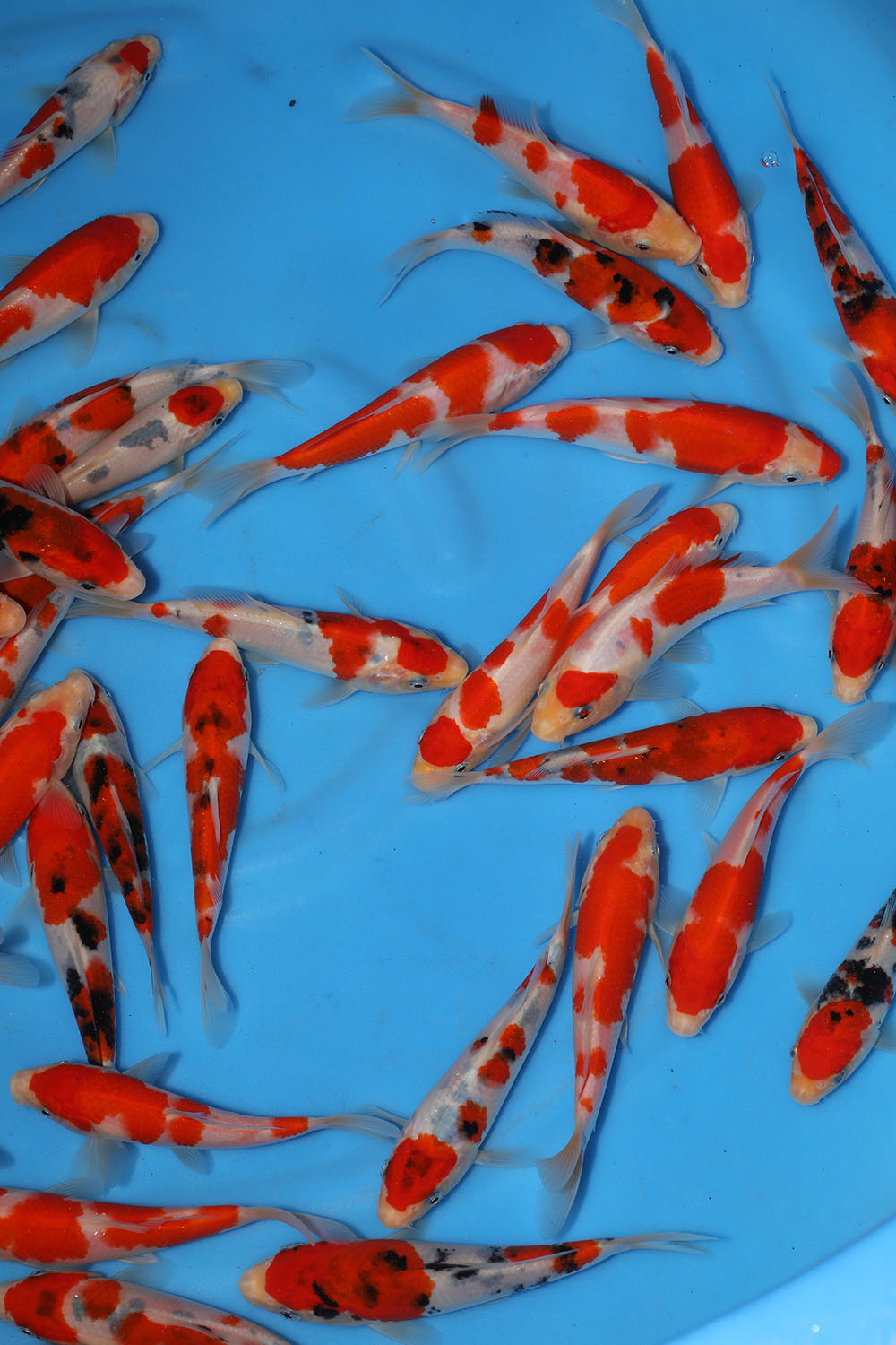 Sakai Fish Farm Tosai Grow on Event