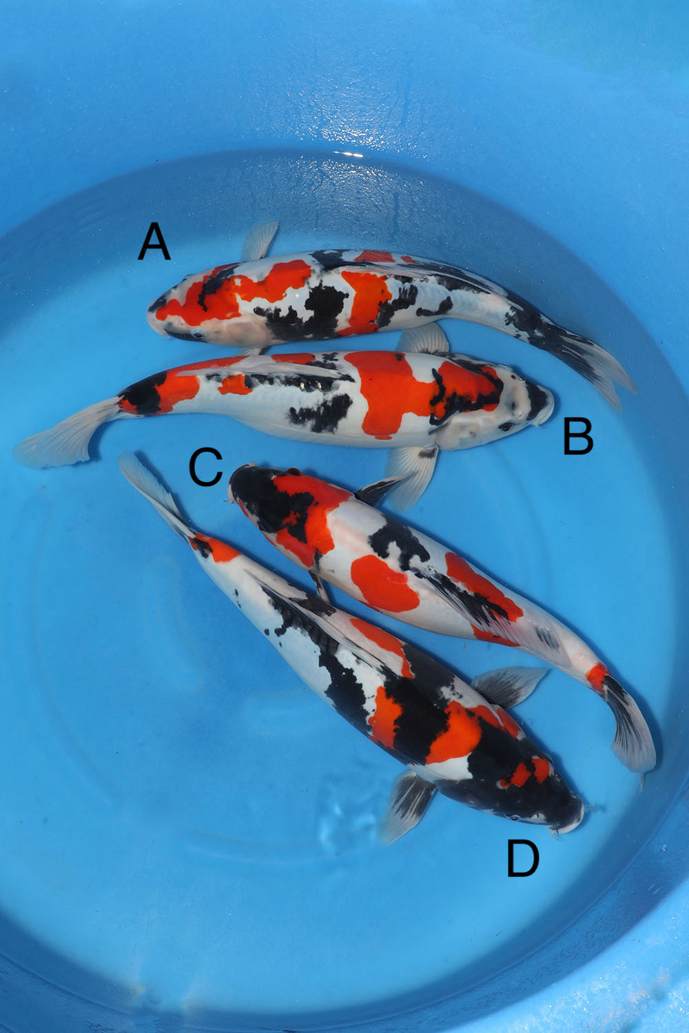 Shinoda Doitsu Showa