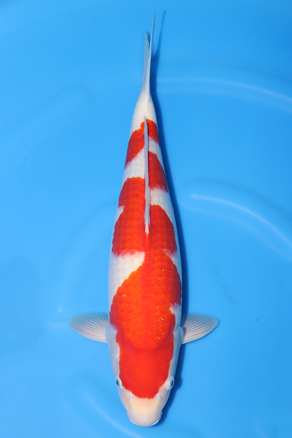 Kohaku