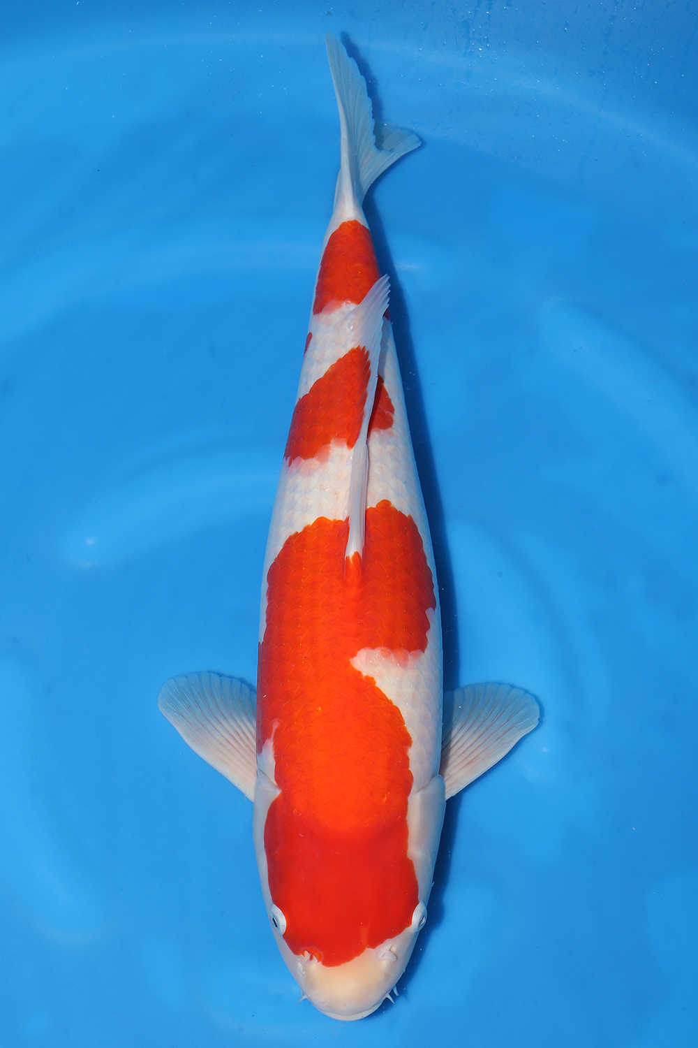 Kohaku