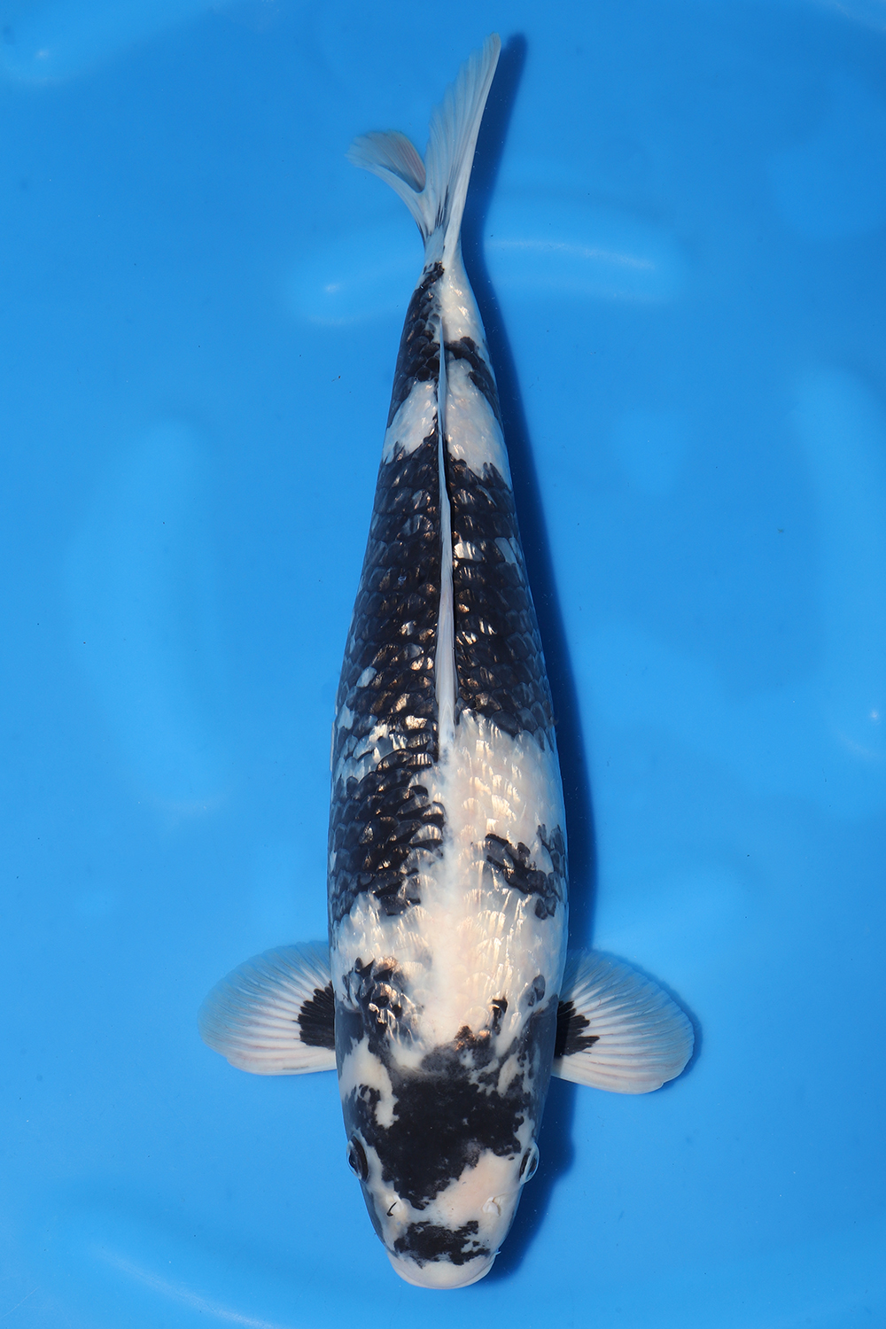 Gin Rin Shiro Utsuri