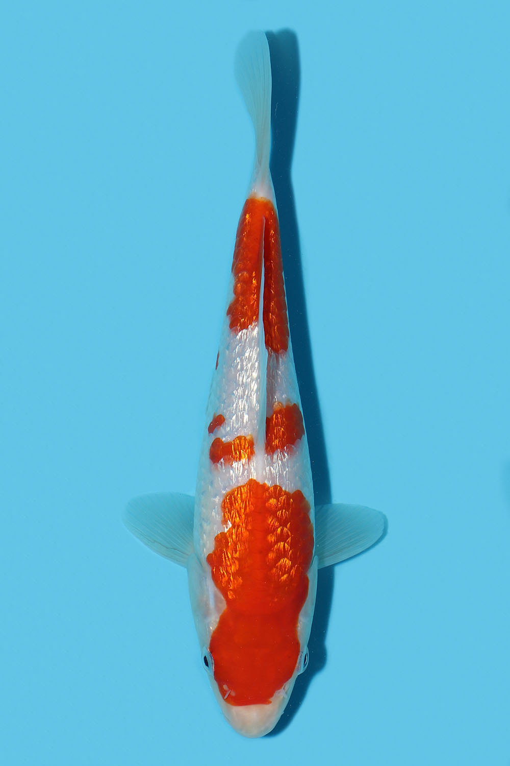 Gin Rin Kohaku
