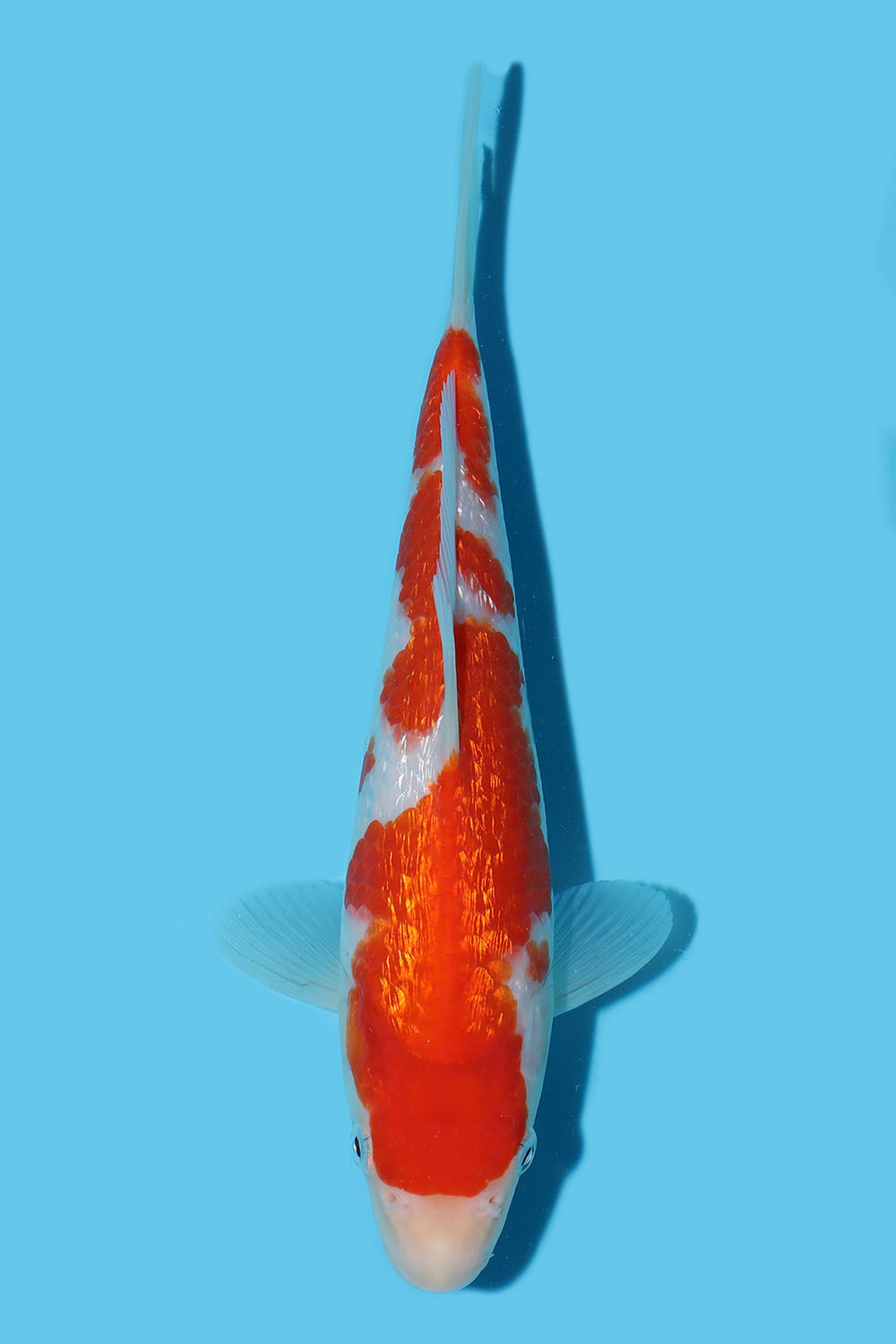 Gin Rin Kohaku