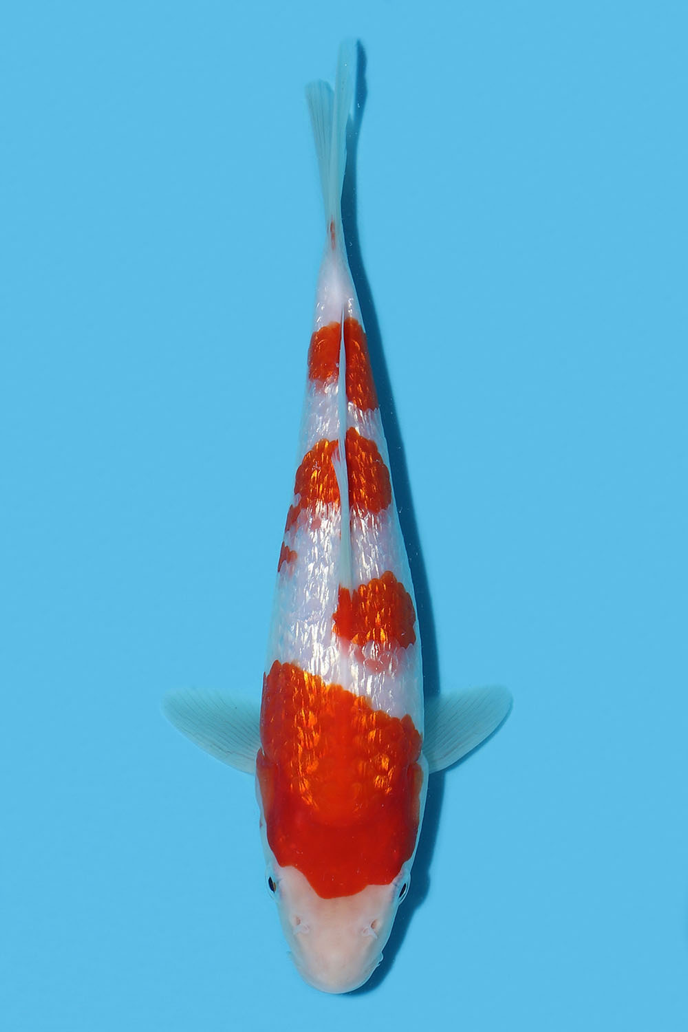 Gin Rin Kohaku