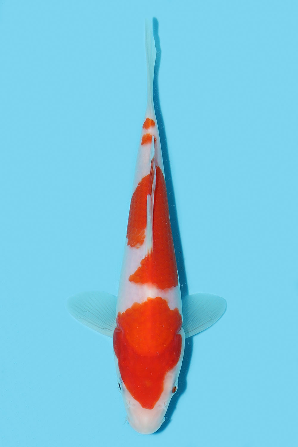 Kohaku