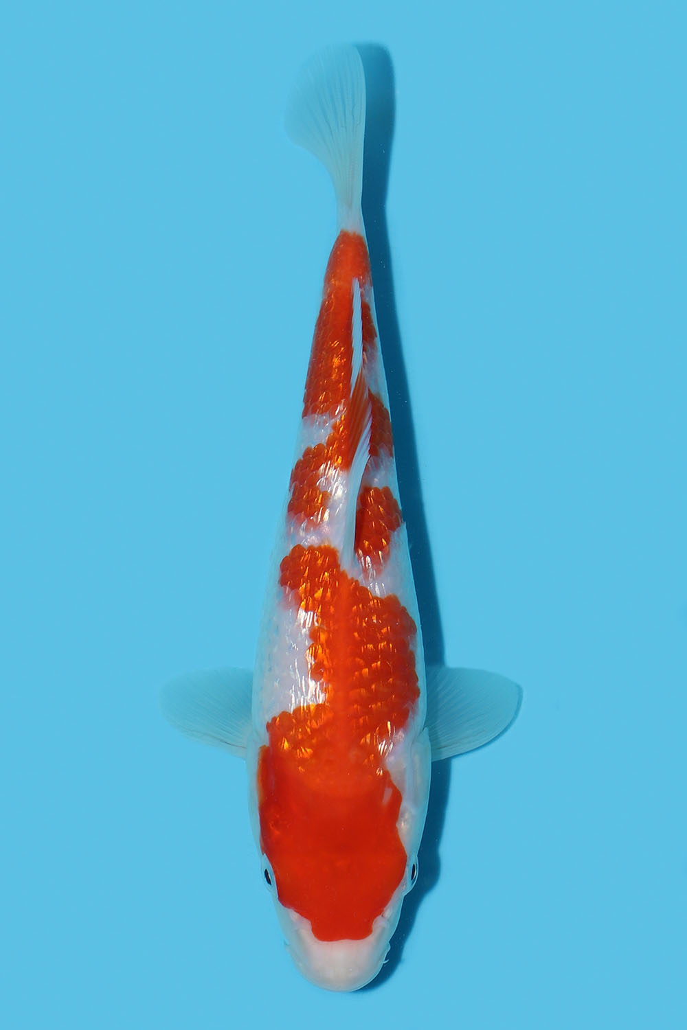 Gin Rin Kohaku