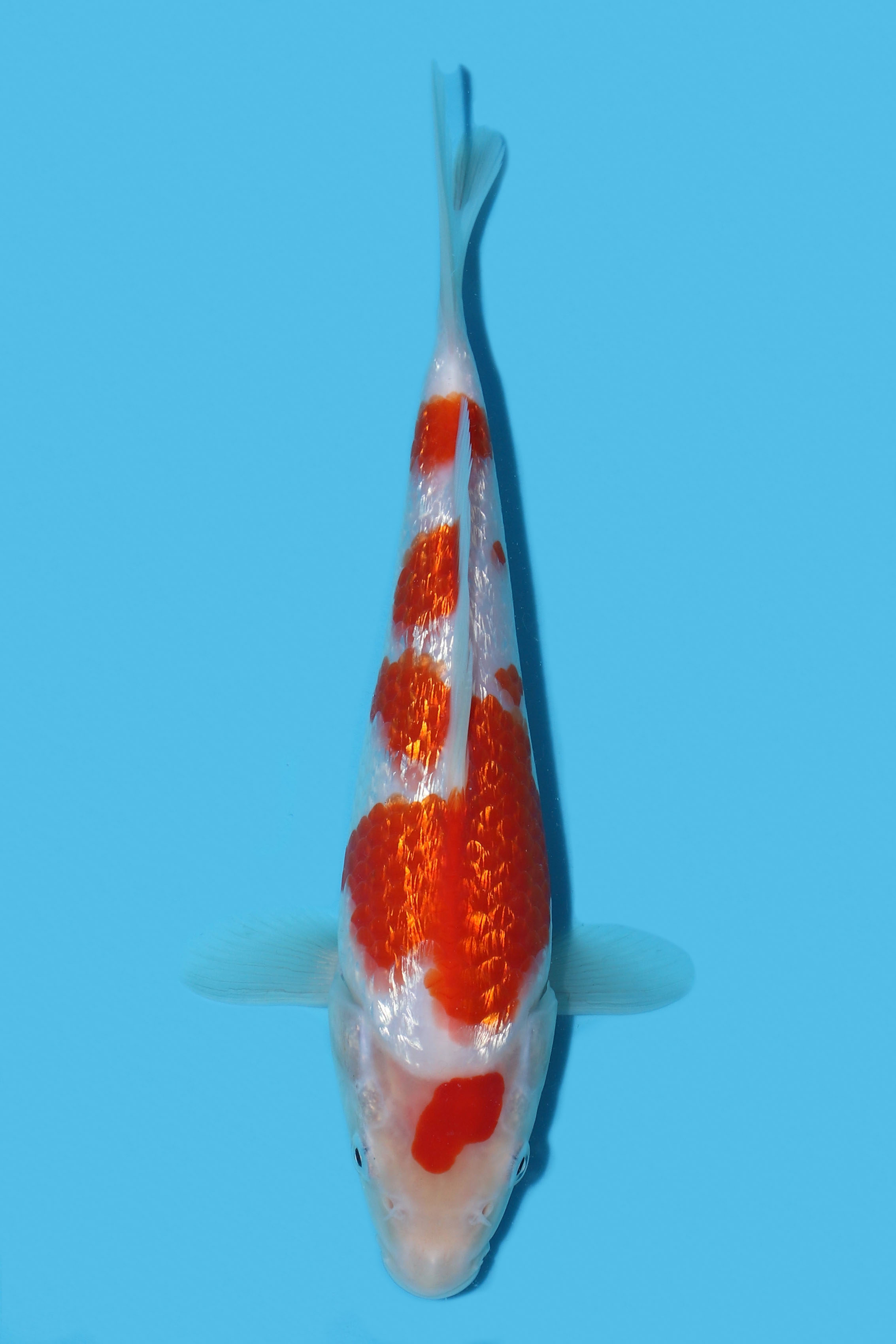 Gin Rin Kohaku