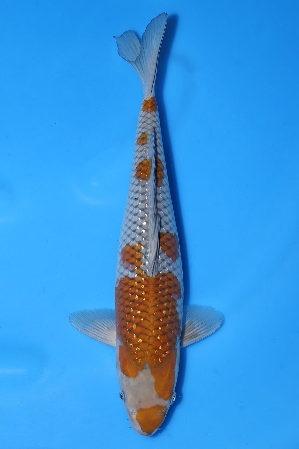 Pearl Gin Rin Ochiba