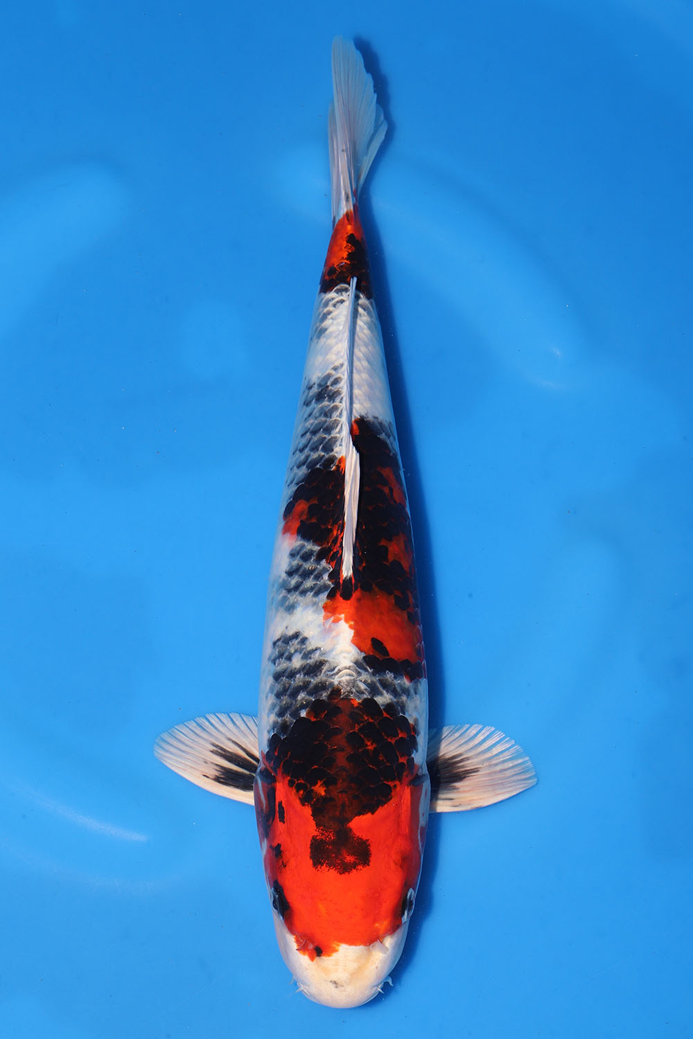 Kin Showa EXK-K3180 | Exclusively Koi