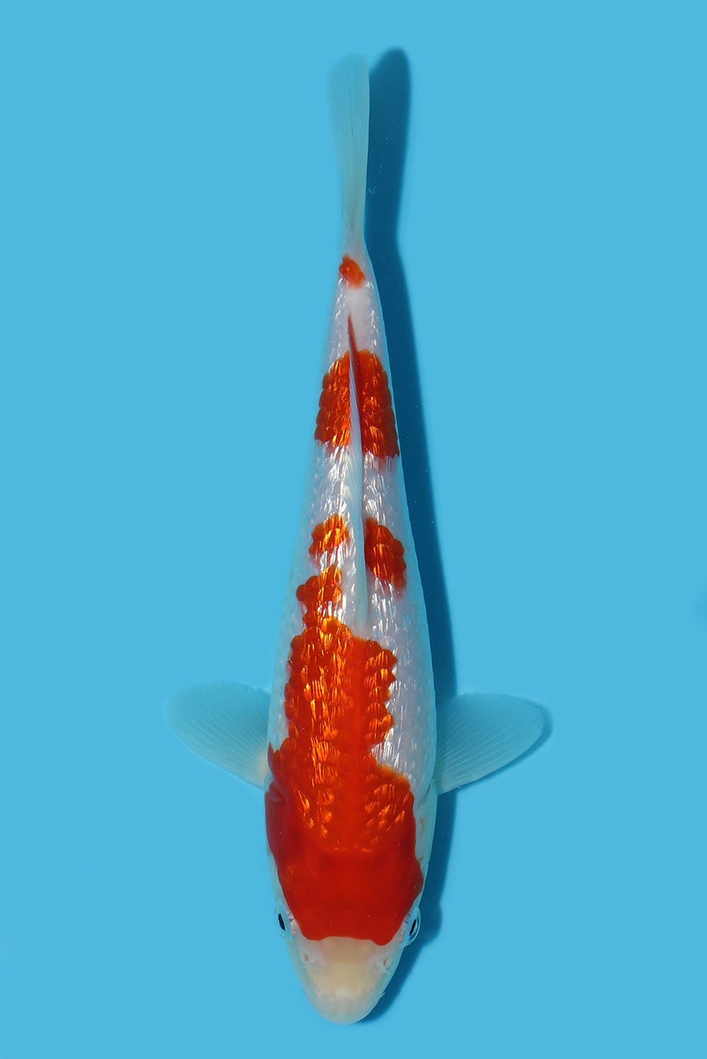 Gin Rin Kohaku