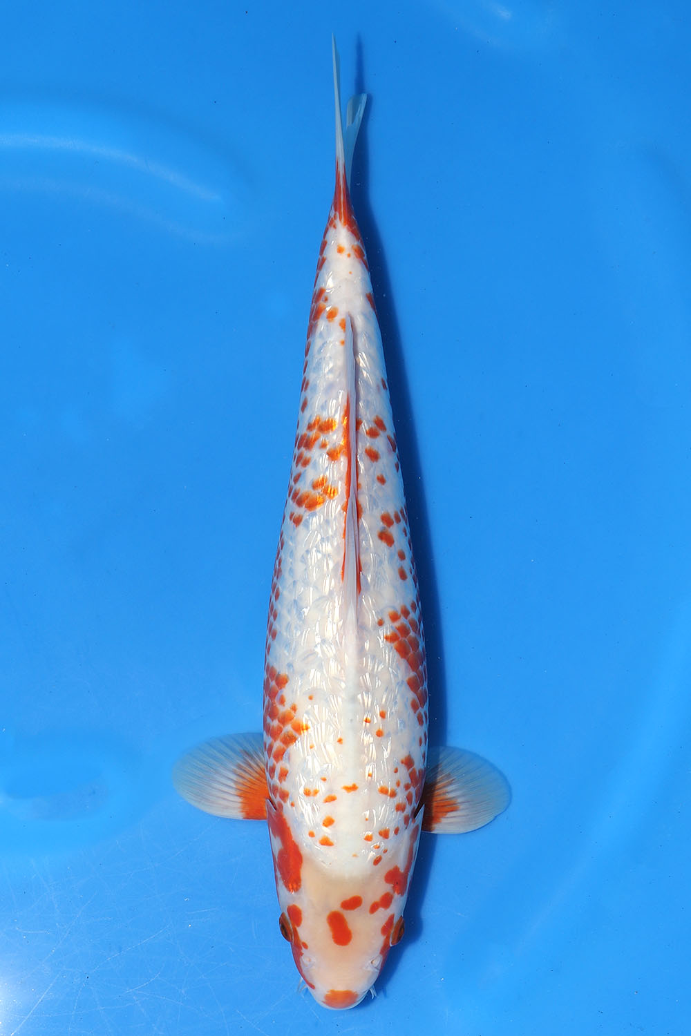 Gin Rin Kanoko Asagi