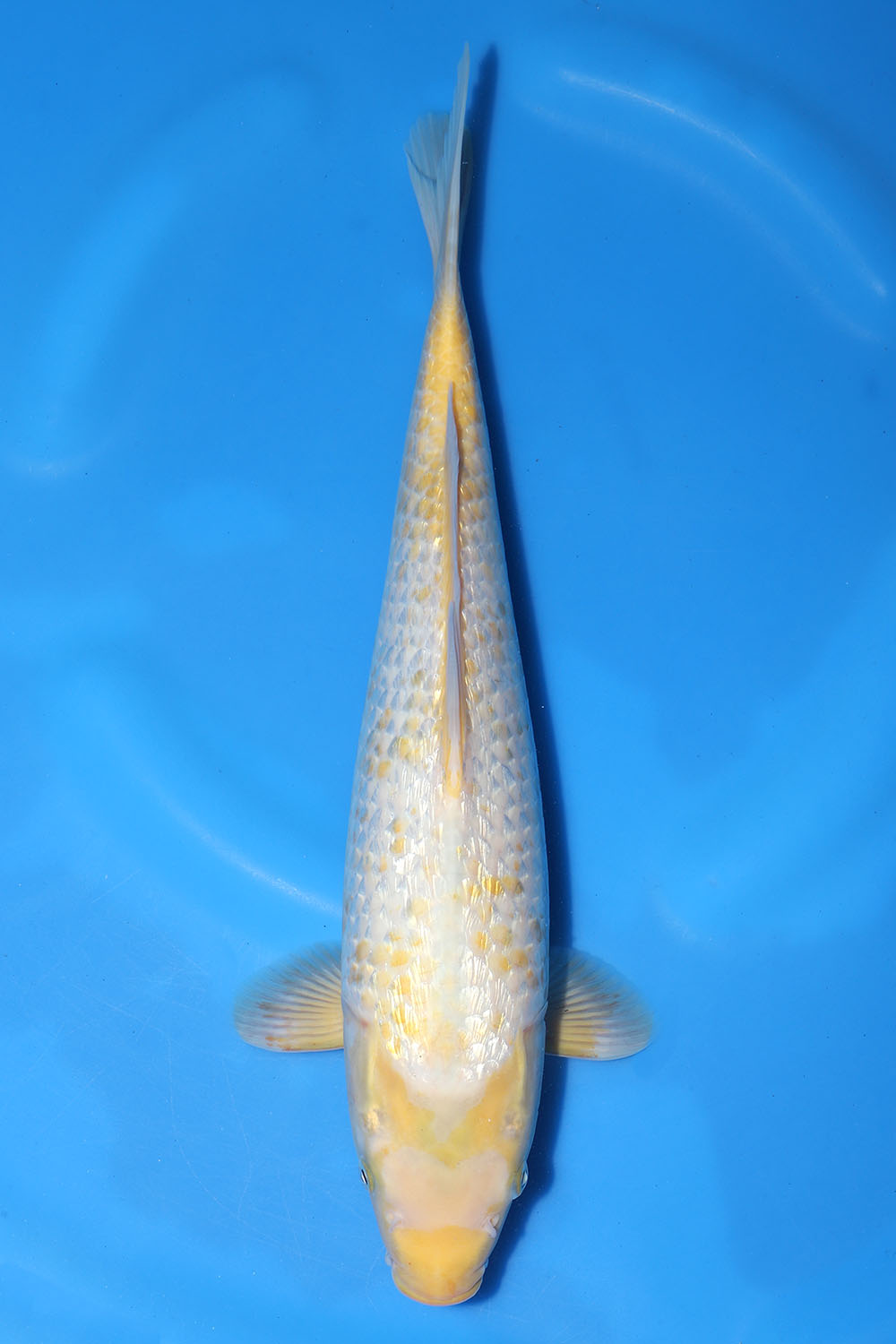 Gin Rin Ki Kanoko Asagi